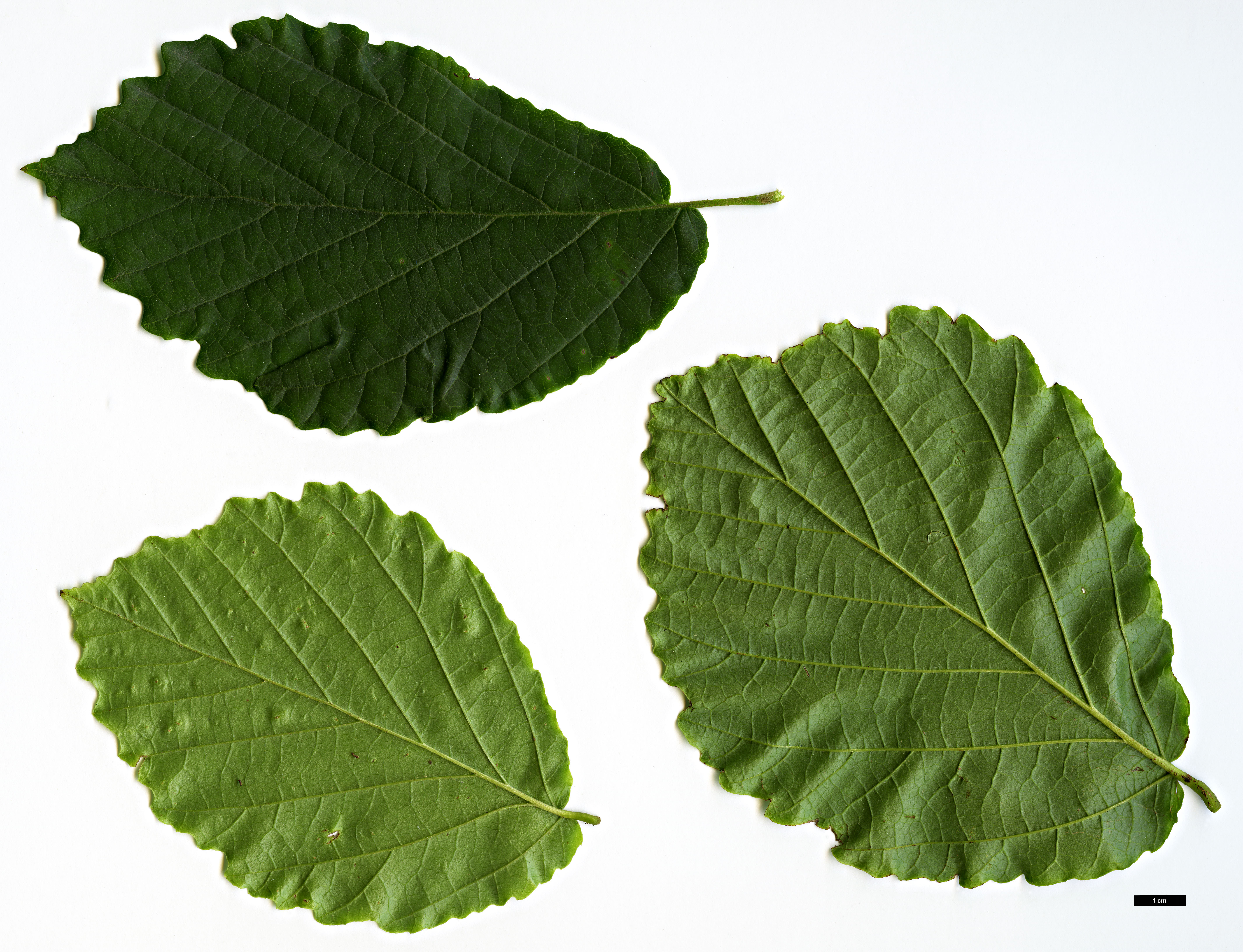 High resolution image: Family: Hamamelidaceae - Genus: Hamamelis - Taxon: virginiana High resolution image: Family: Hamamelidaceae - Genus: Hamamelis - Taxon: virginiana