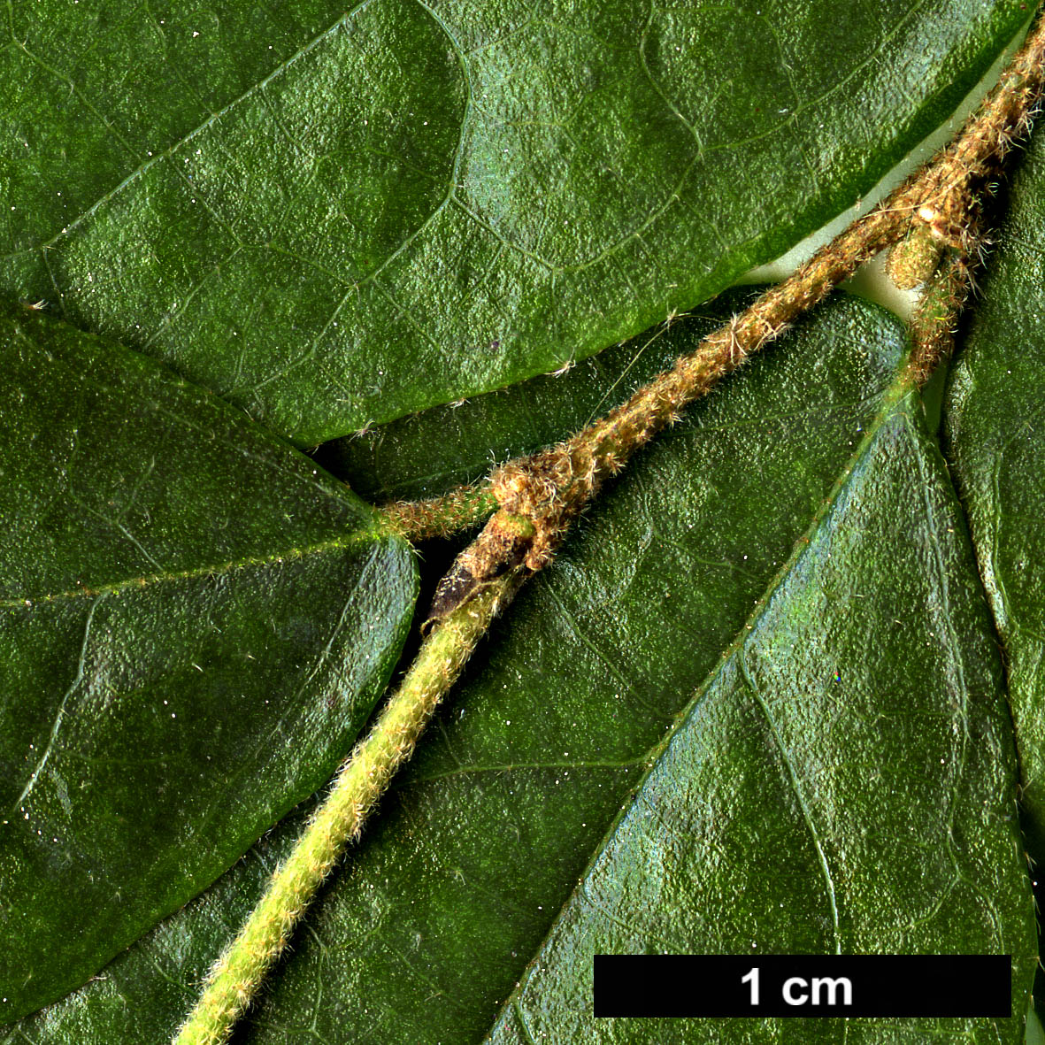 High resolution image: Family: Hamamelidaceae - Genus: Loropetalum - Taxon: chinense