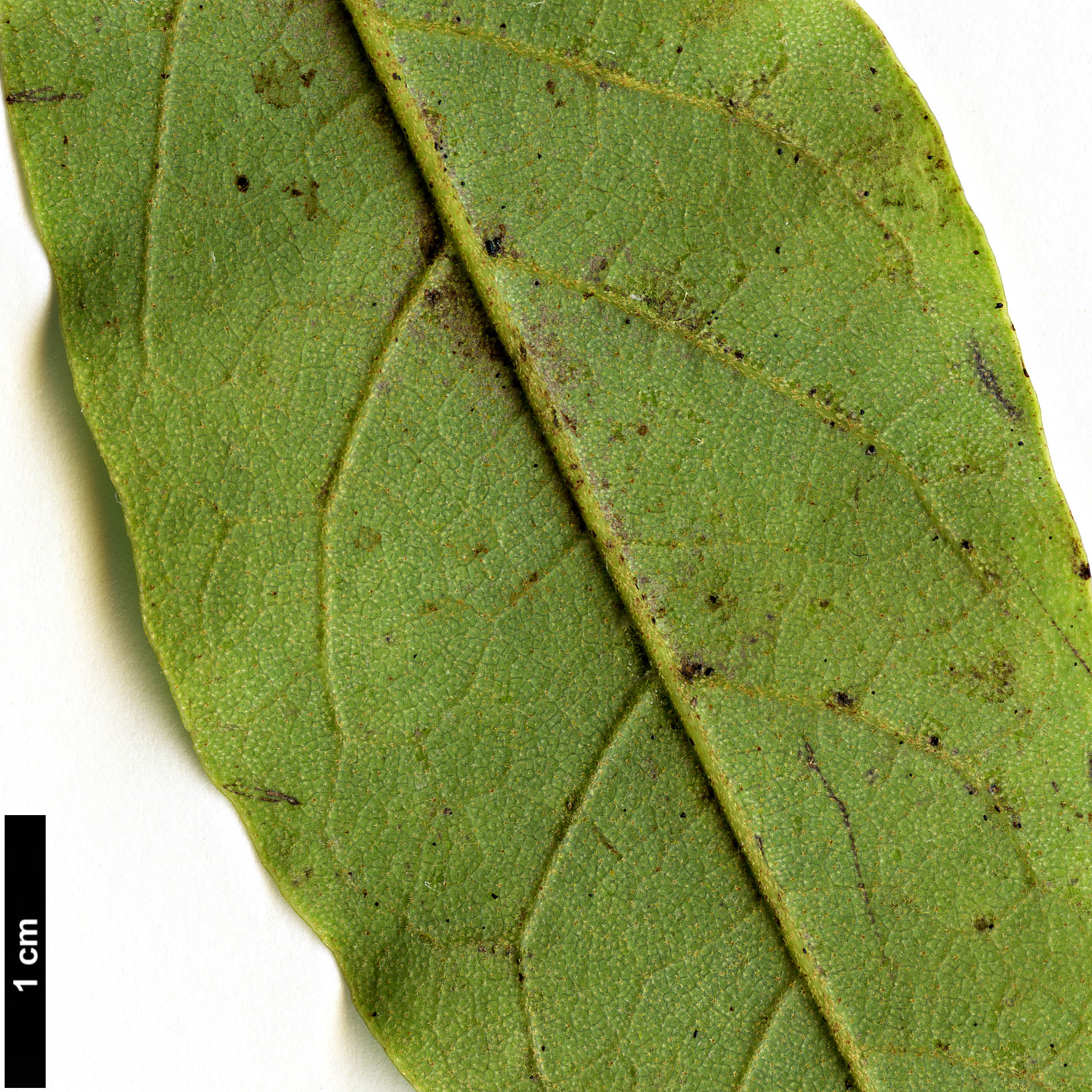 High resolution image: Family: Hamamelidaceae - Genus: Neostrearia - Taxon: fleckeri