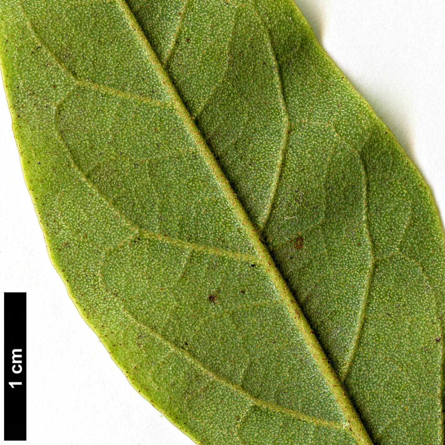 High resolution image: Family: Hamamelidaceae - Genus: Neostrearia - Taxon: fleckeri