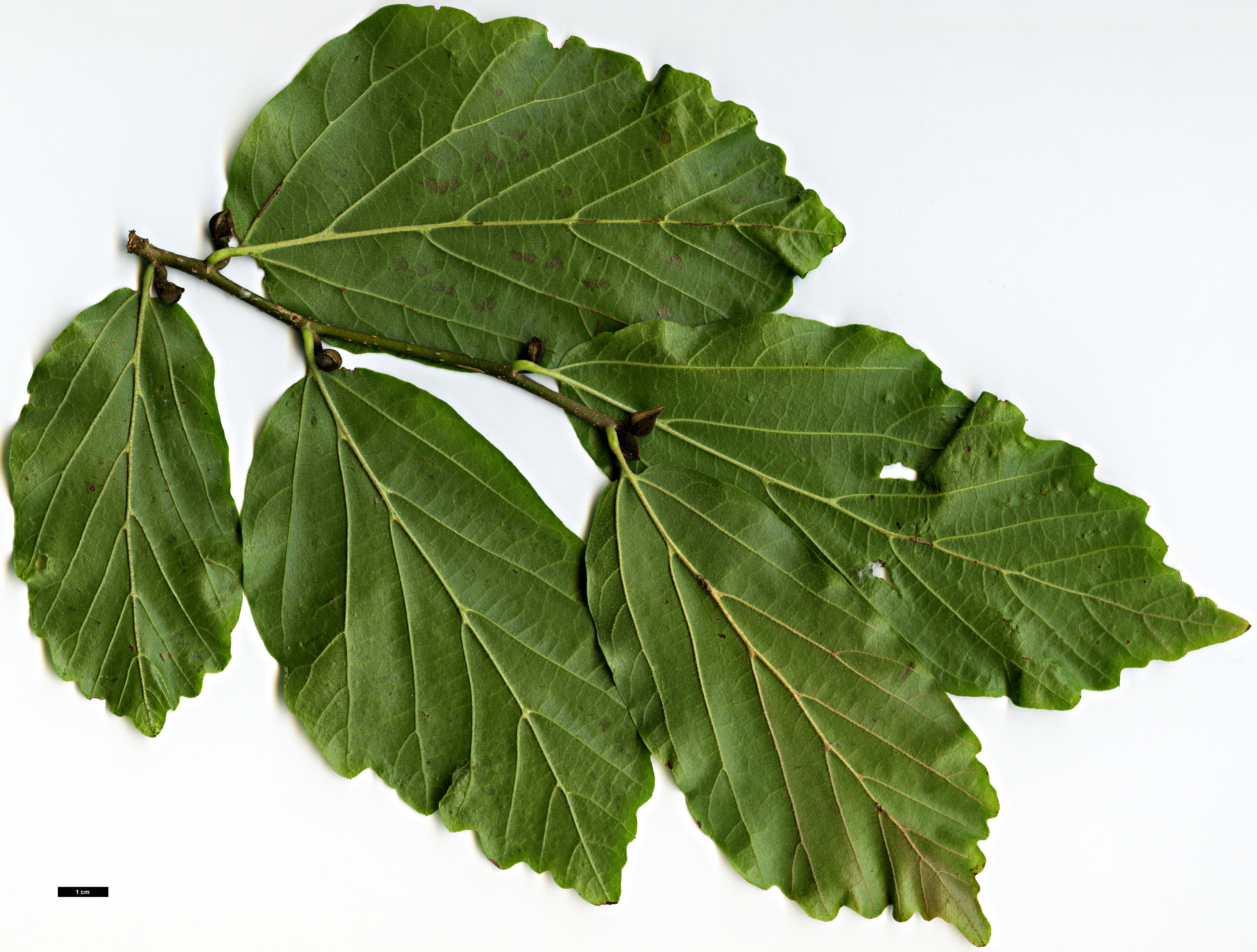 High resolution image: Family: Hamamelidaceae - Genus: Parrotia - Taxon: persica