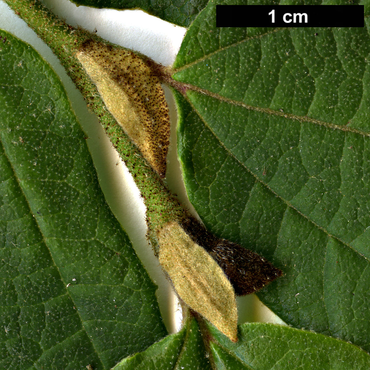 High resolution image: Family: Hamamelidaceae - Genus: Parrotia - Taxon: subaequalis