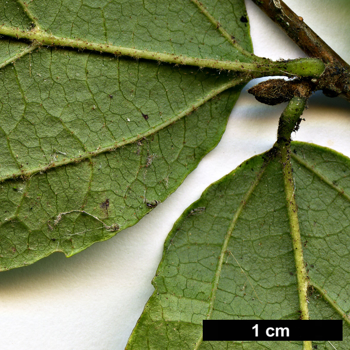High resolution image: Family: Hamamelidaceae - Genus: Parrotia - Taxon: subaequalis