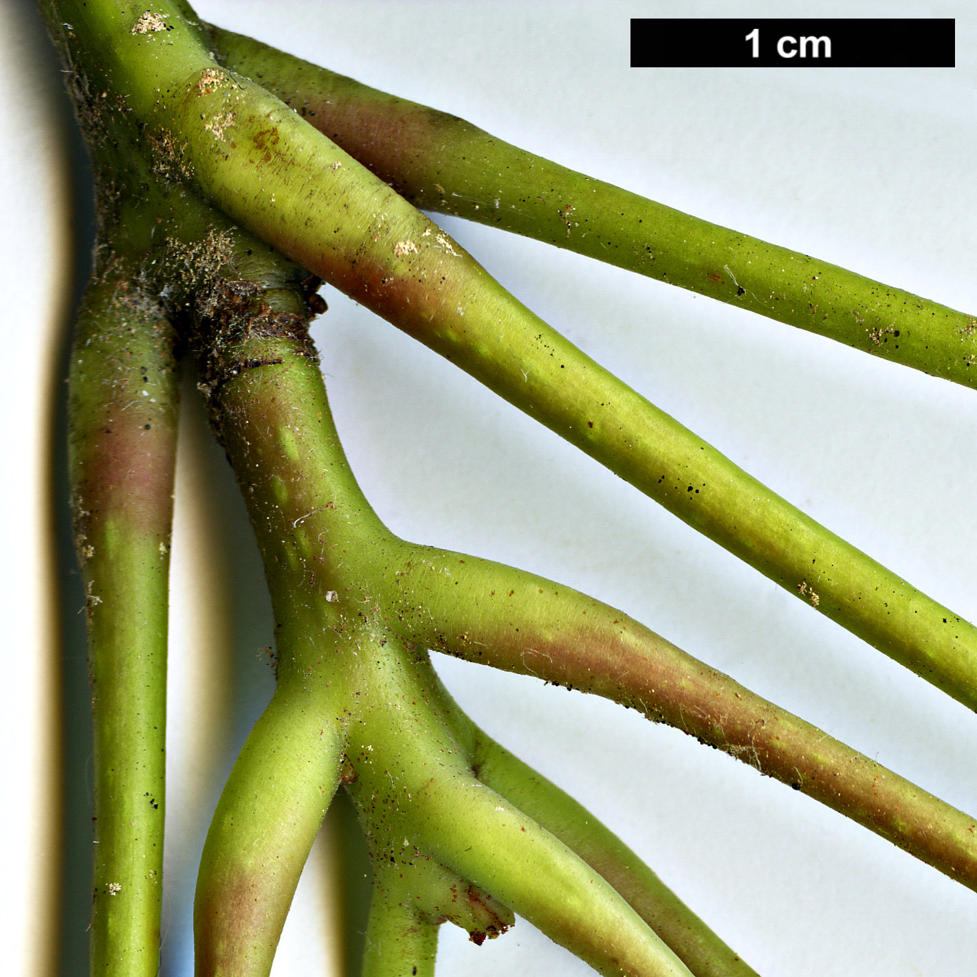 High resolution image: Family: Hamamelidaceae - Genus: Rhodoleia - Taxon: championii