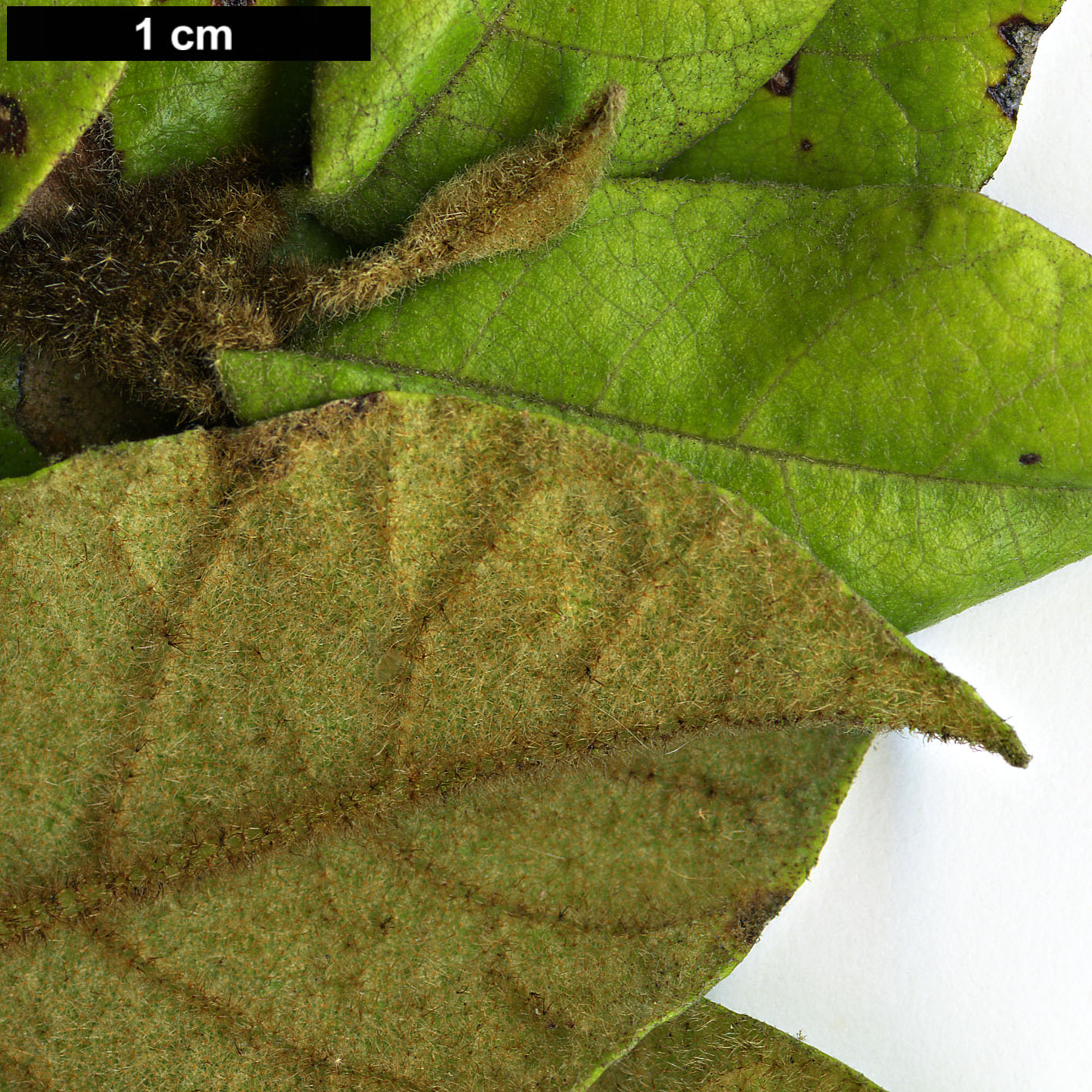 High resolution image: Family: Hamamelidaceae - Genus: Trichocladus - Taxon: crinitus