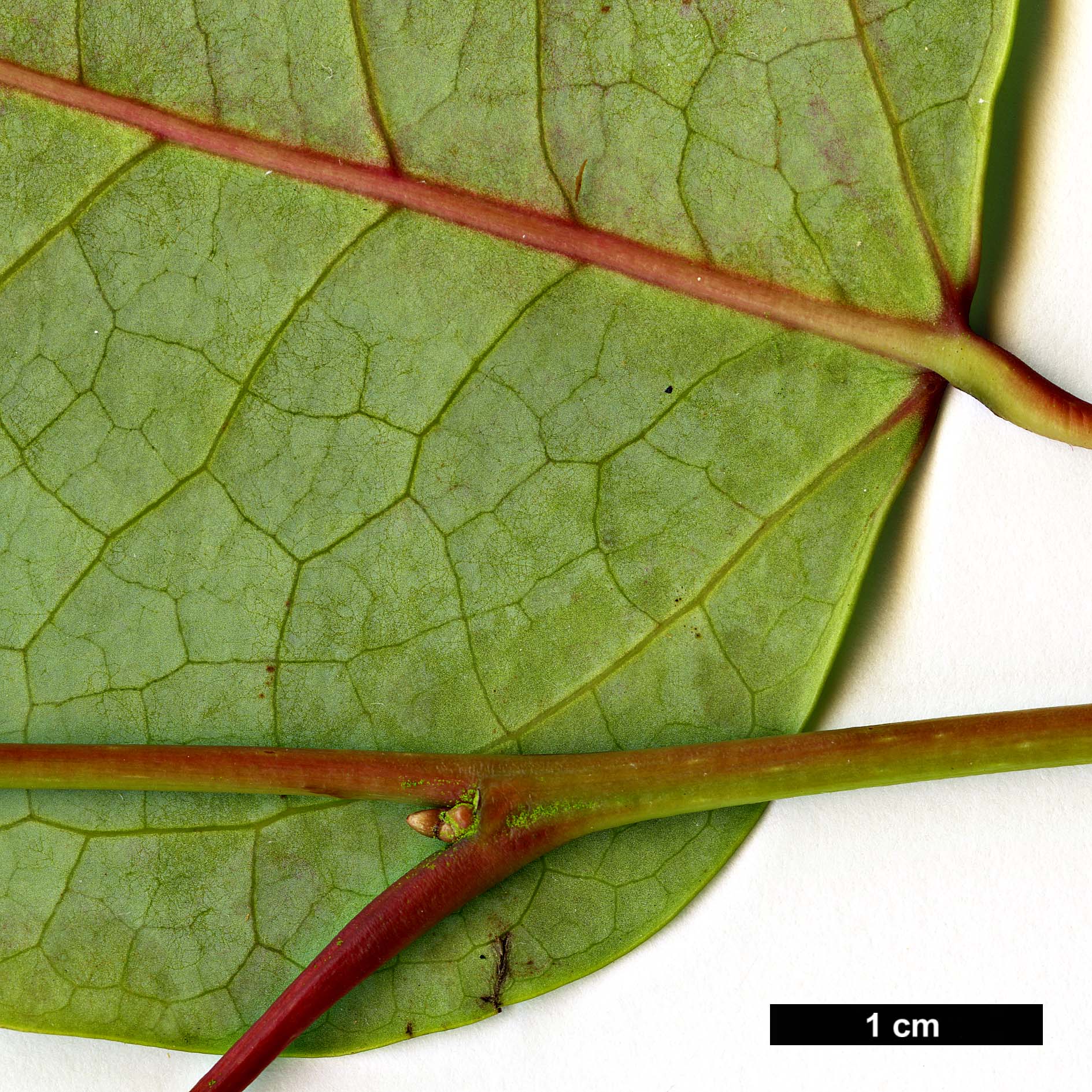 High resolution image: Family: Hamamelidaceae - Genus: Uocodendron - Taxon: whartonii