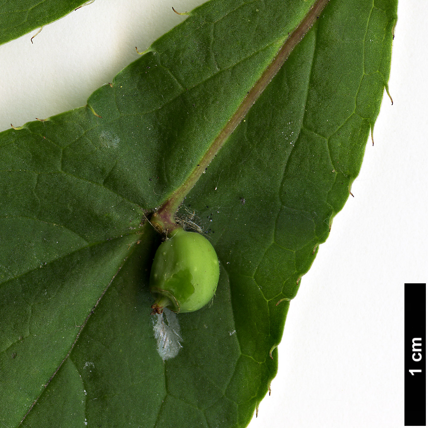 High resolution image: Family: Helwingiaceae - Genus: Helwingia - Taxon: japonica