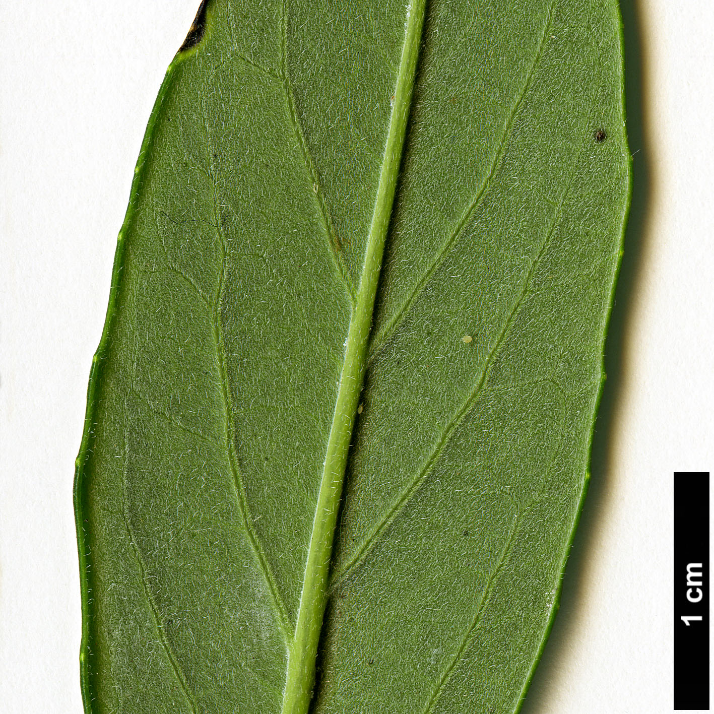 High resolution image: Family: Hydrangeaceae - Genus: Carpenteria - Taxon: californica