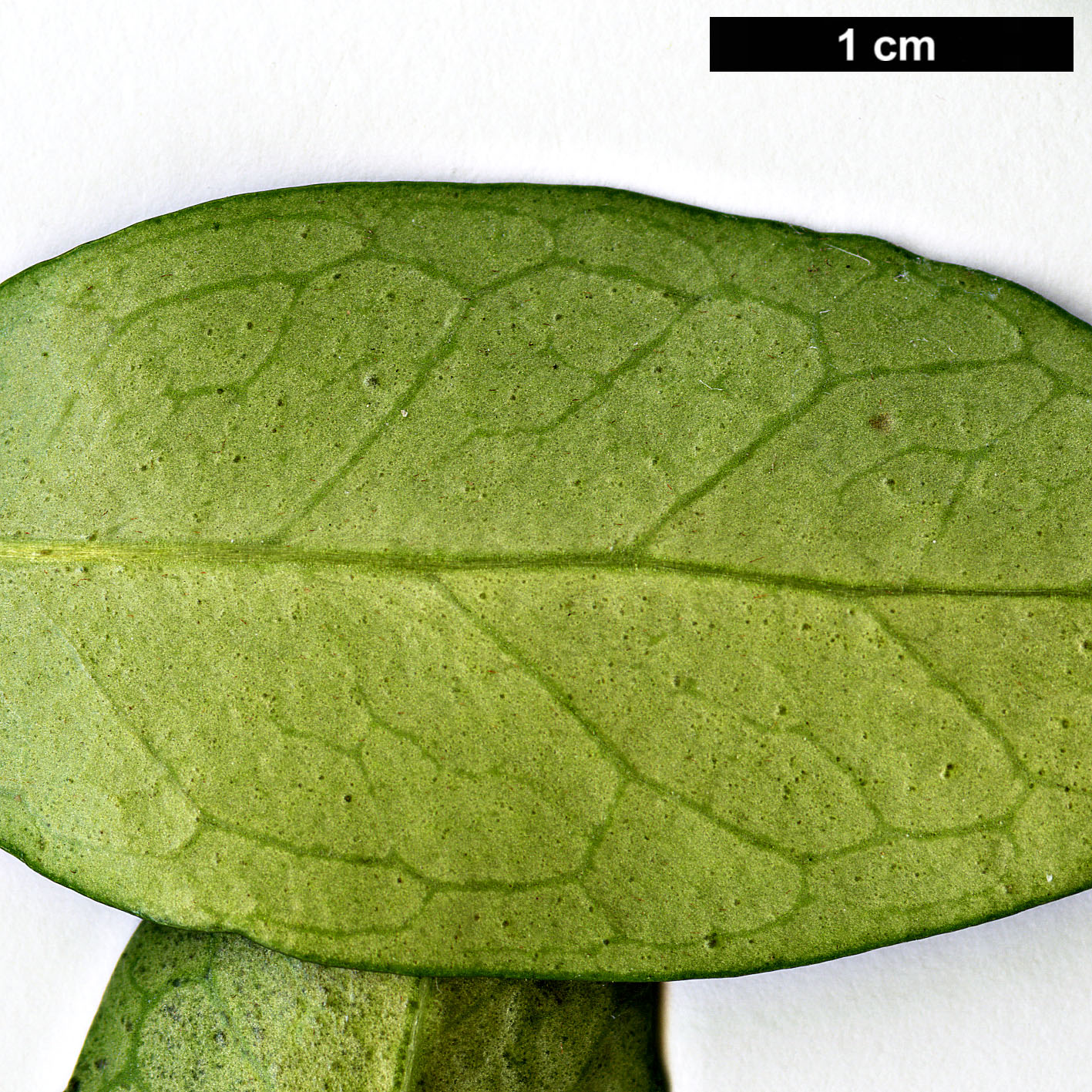 High resolution image: Family: Hydrangeaceae - Genus: Decumaria - Taxon: sinensis