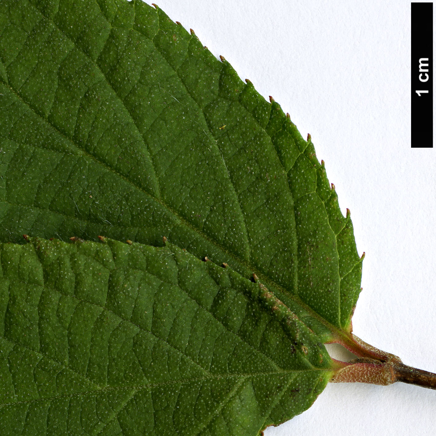 High resolution image: Family: Hydrangeaceae - Genus: Deutzia - Taxon: calycosa