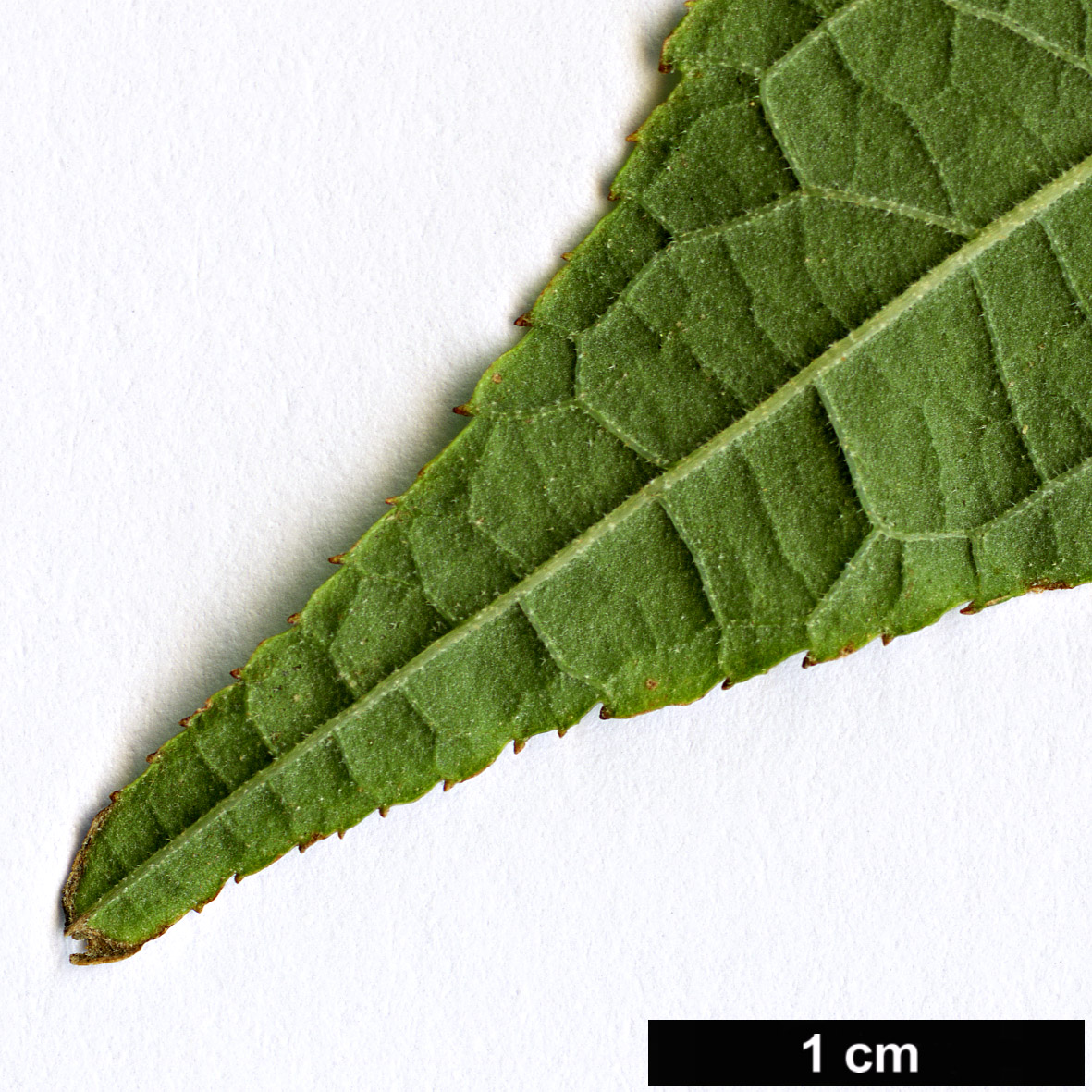 High resolution image: Family: Hydrangeaceae - Genus: Deutzia - Taxon: calycosa