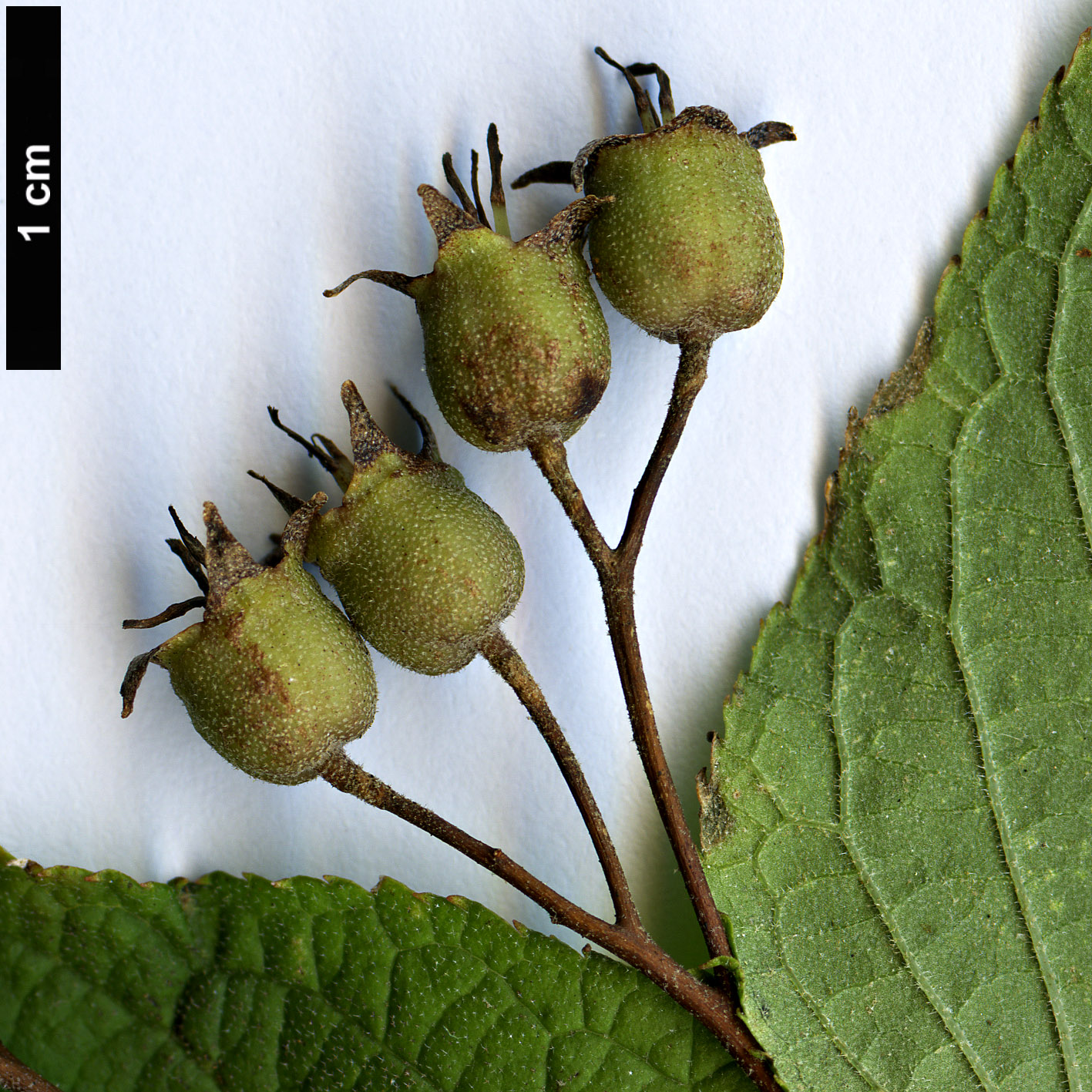 High resolution image: Family: Hydrangeaceae - Genus: Deutzia - Taxon: calycosa