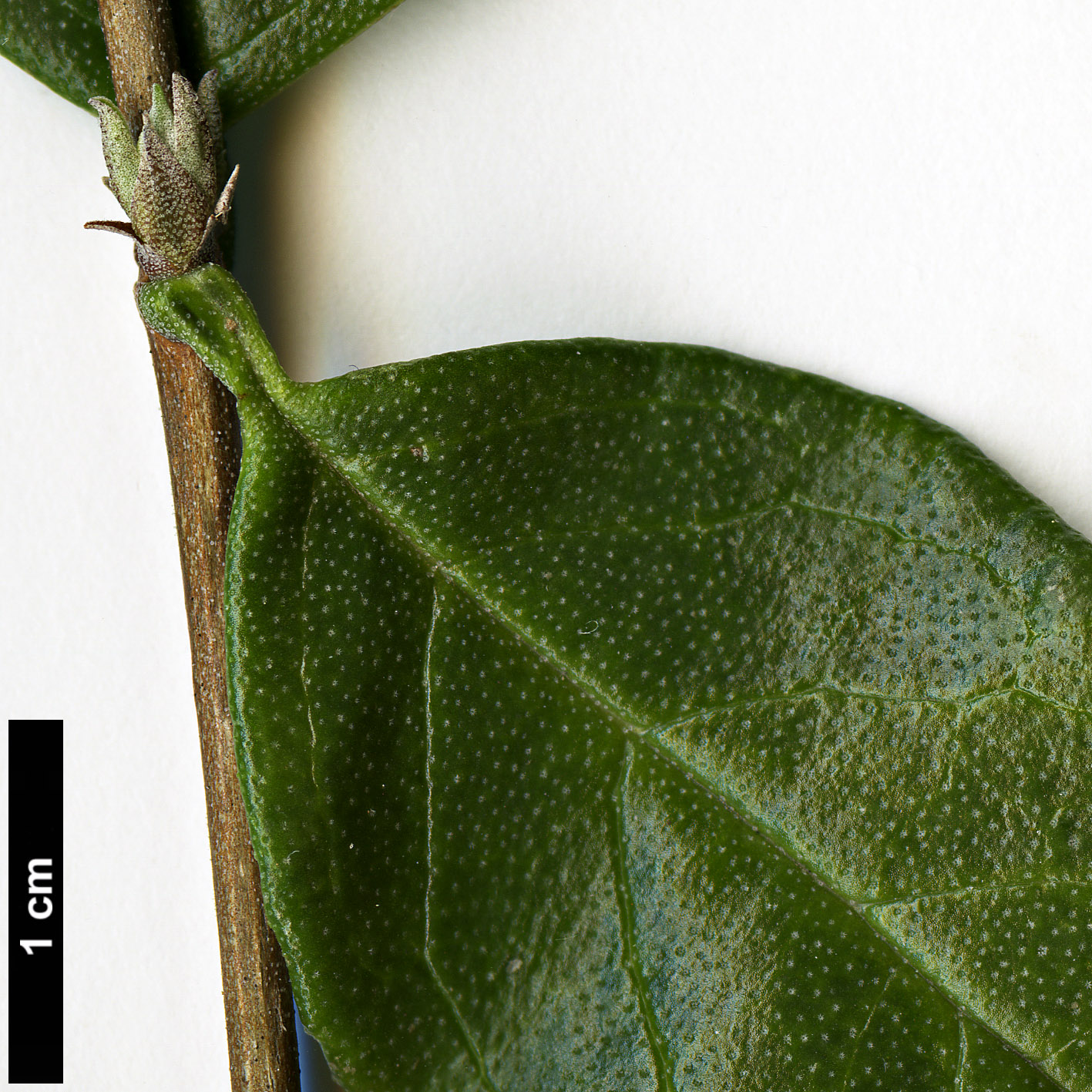 High resolution image: Family: Hydrangeaceae - Genus: Deutzia - Taxon: multiradiata
