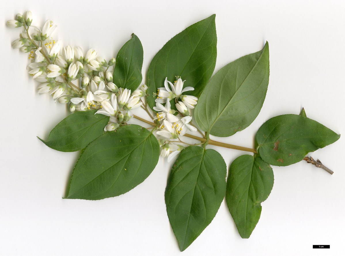 High resolution image: Family: Hydrangeaceae - Genus: Deutzia - Taxon: scabra