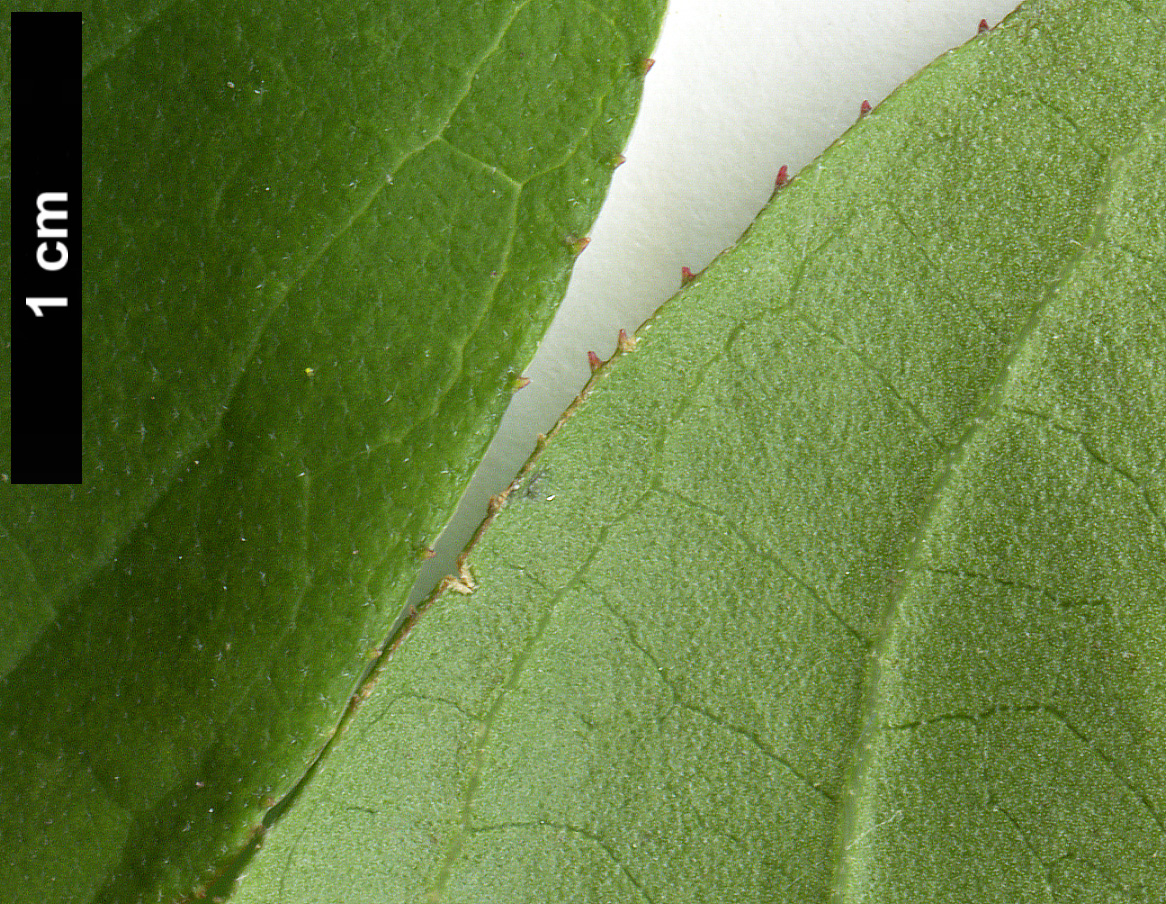 High resolution image: Family: Hydrangeaceae - Genus: Deutzia - Taxon: scabra