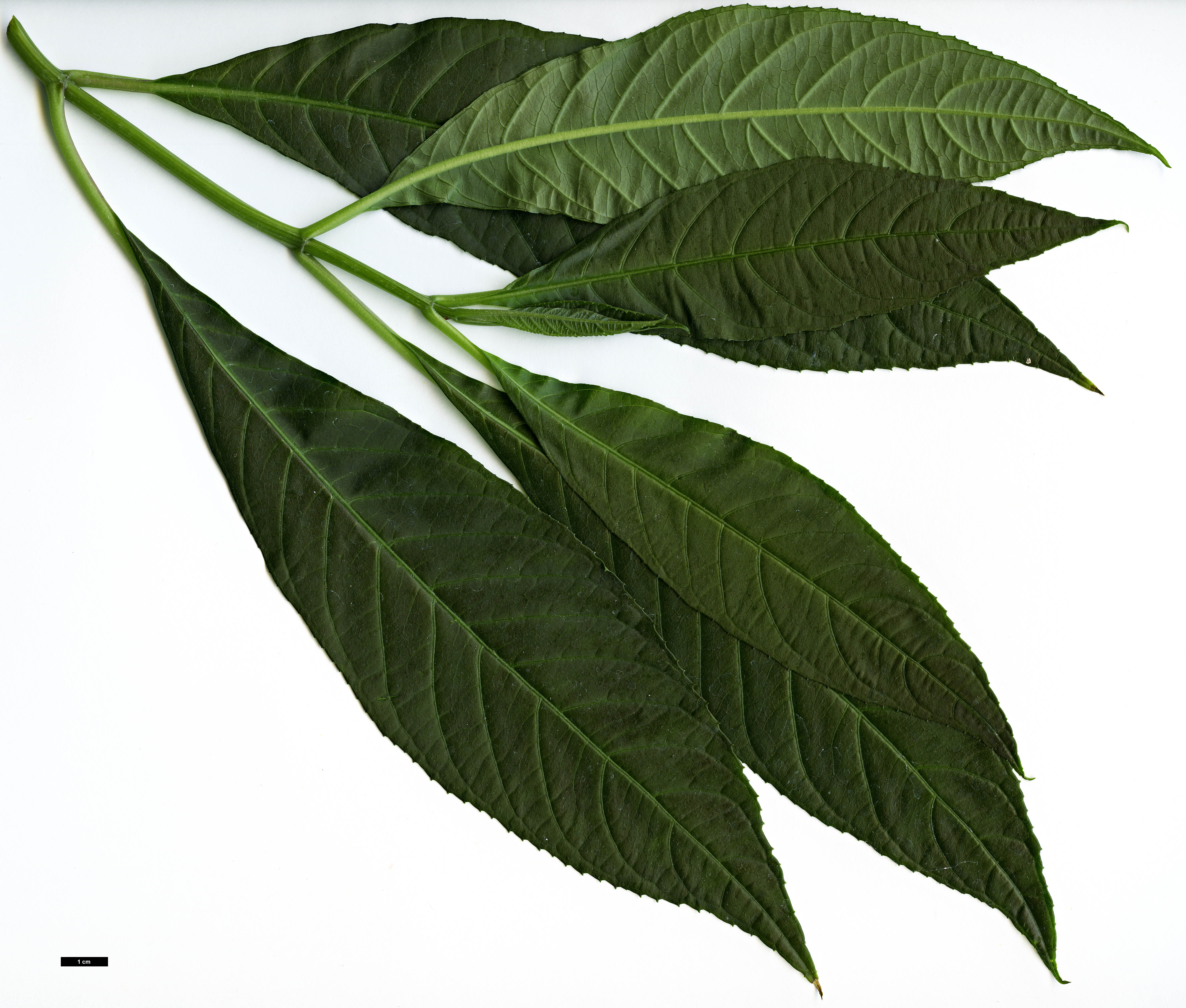 High resolution image: Family: Hydrangeaceae - Genus: Dichroa - Taxon: hirsuta High resolution image: Family: Hydrangeaceae - Genus: Dichroa - Taxon: hirsuta