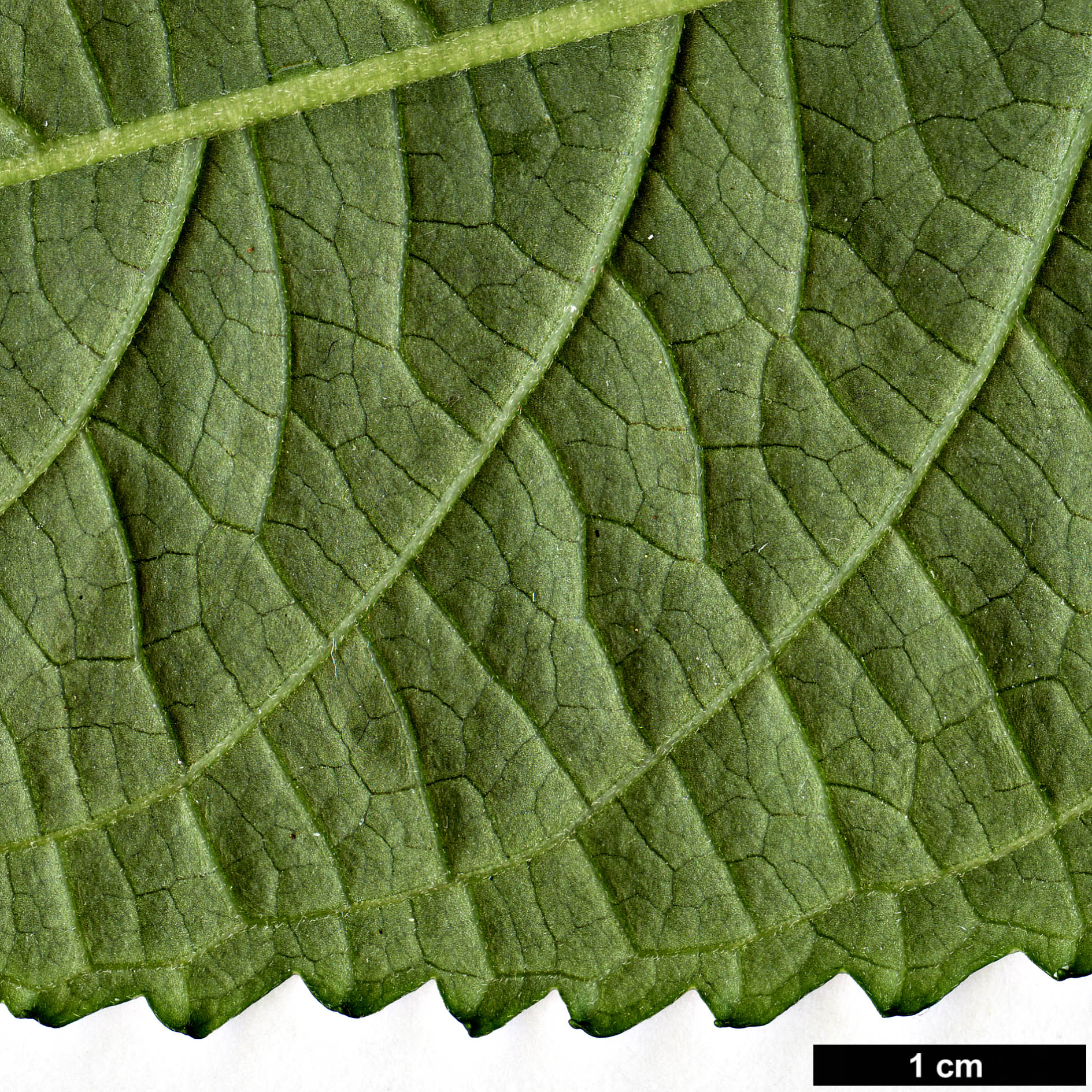 High resolution image: Family: Hydrangeaceae - Genus: Dichroa - Taxon: yunnanensis