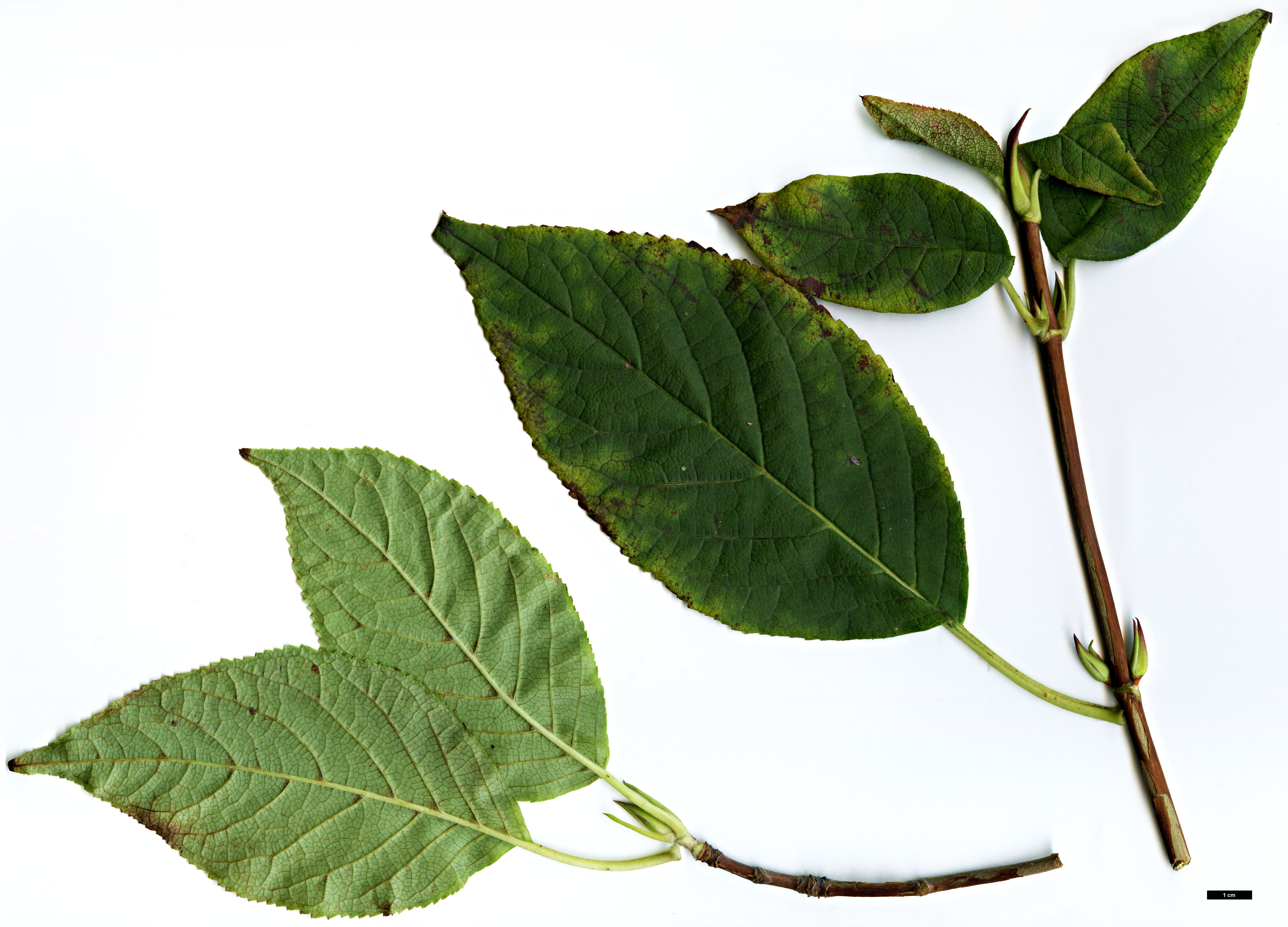 High resolution image: Family: Hydrangeaceae - Genus: Hydrangea - Taxon: anomala