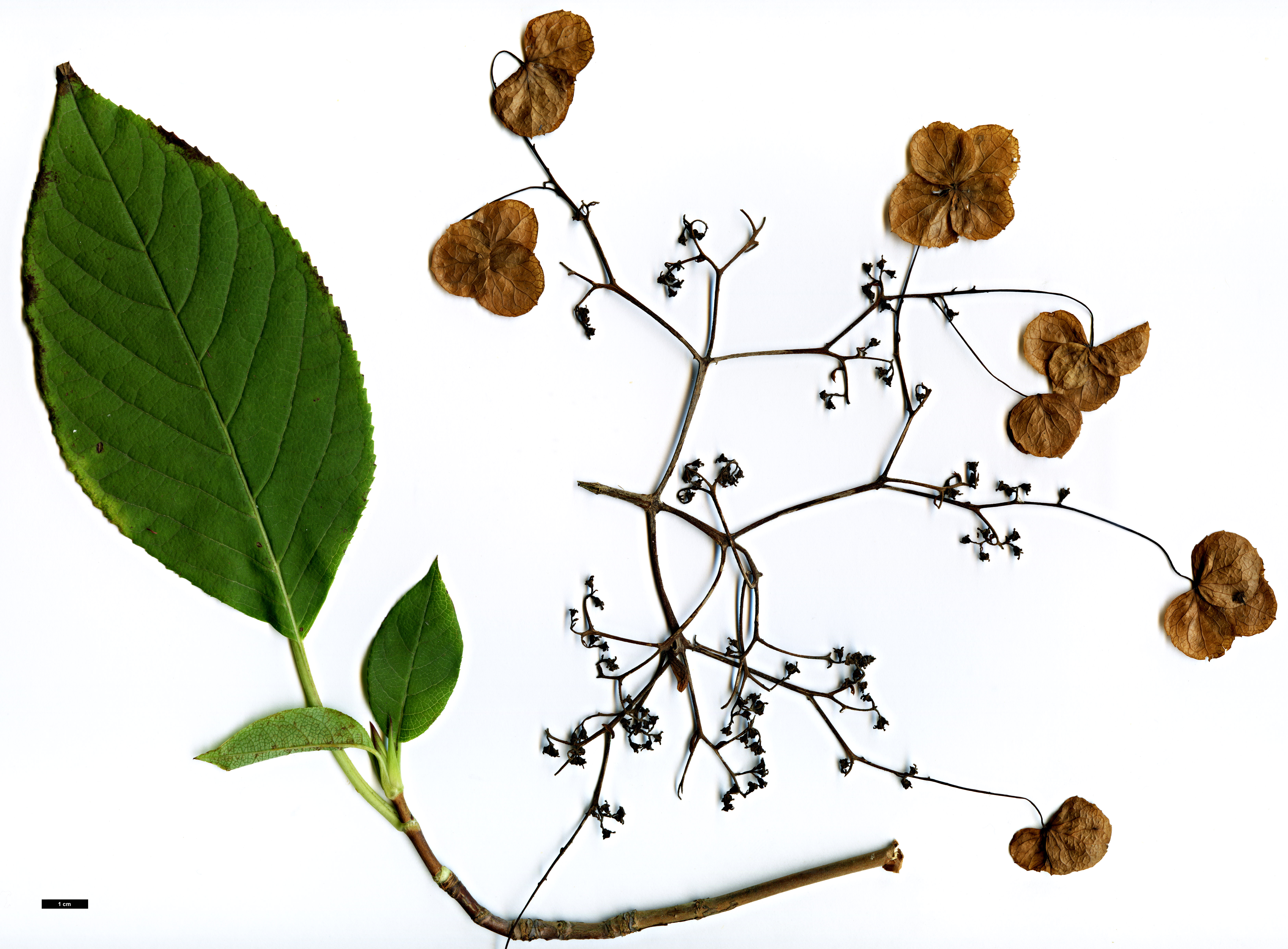 High resolution image: Family: Hydrangeaceae - Genus: Hydrangea - Taxon: anomala