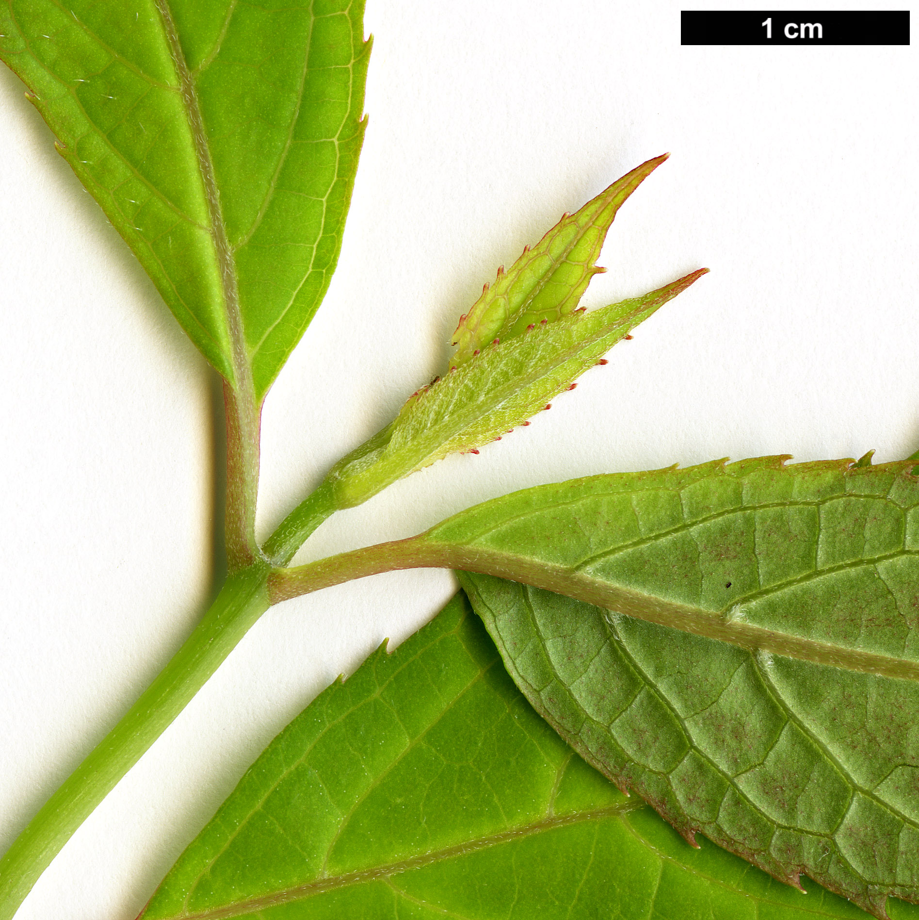 High resolution image: Family: Hydrangeaceae - Genus: Hydrangea - Taxon: chinensis