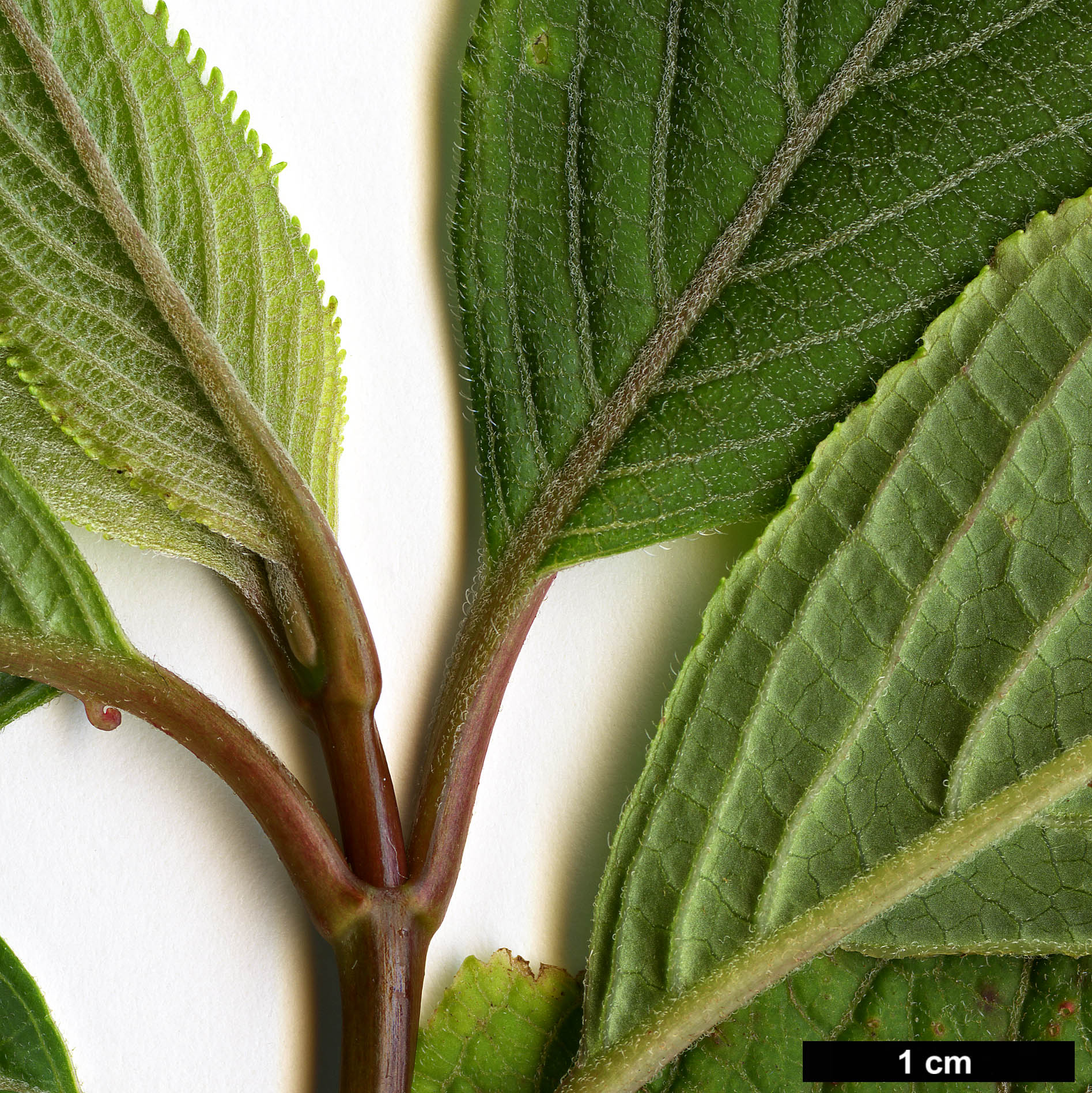 High resolution image: Family: Hydrangeaceae - Genus: Hydrangea - Taxon: davidii