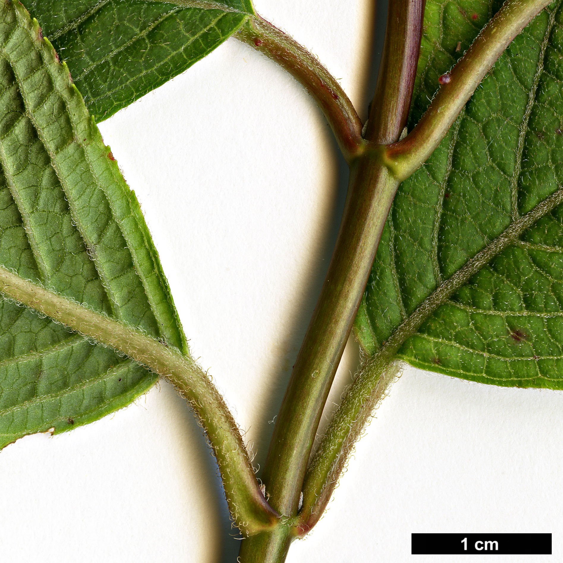 High resolution image: Family: Hydrangeaceae - Genus: Hydrangea - Taxon: davidii