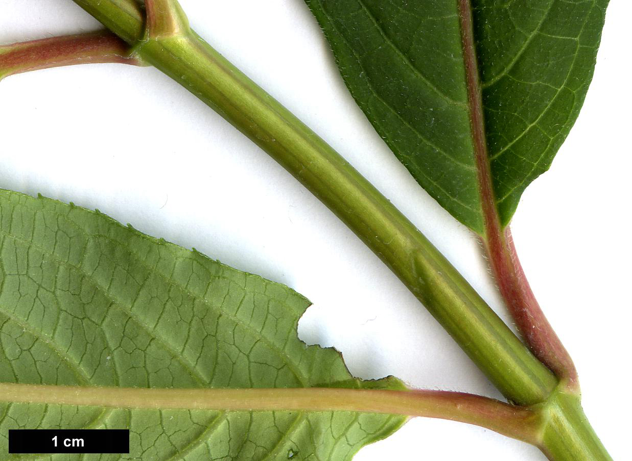 High resolution image: Family: Hydrangeaceae - Genus: Hydrangea - Taxon: davidii