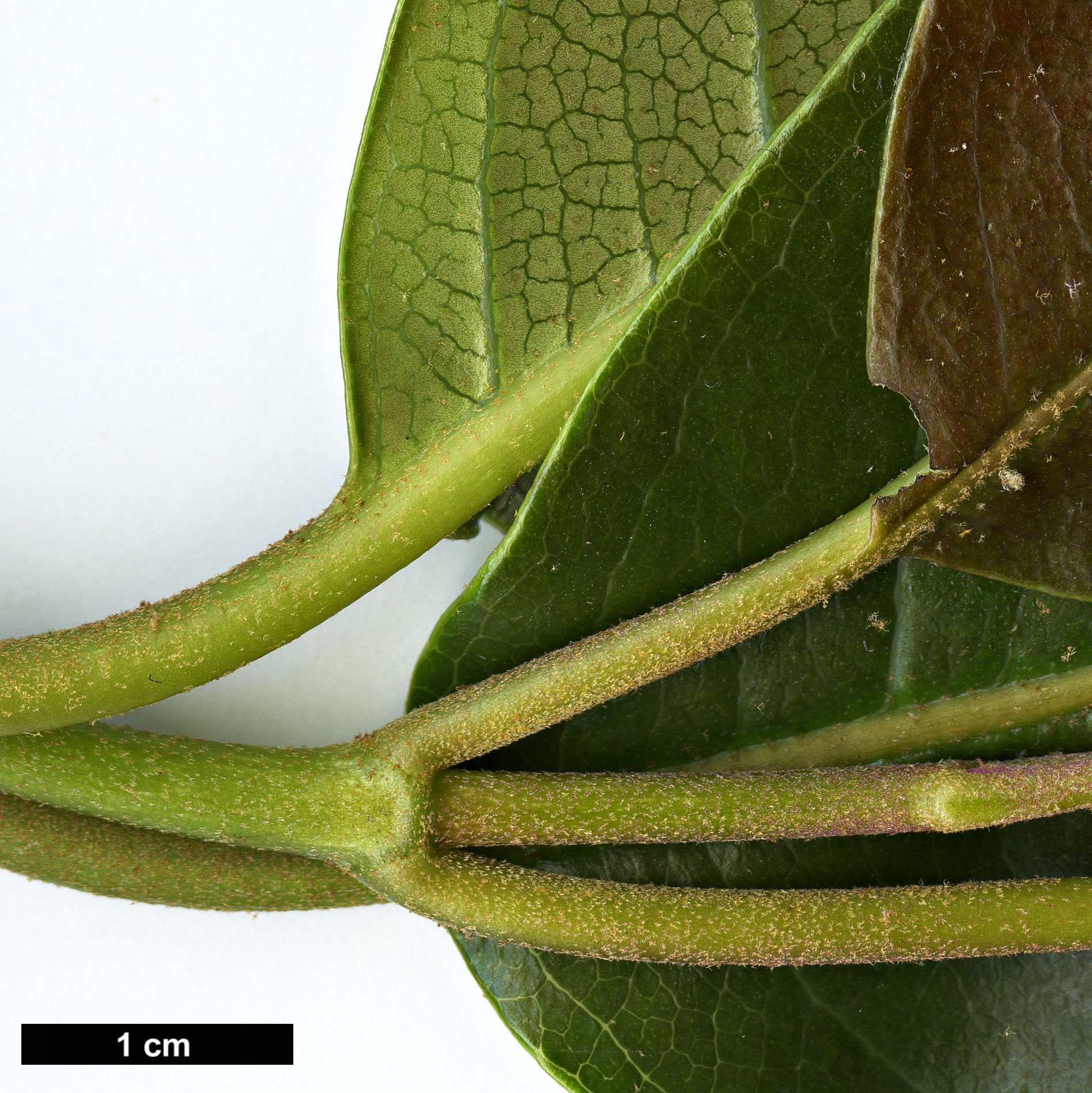 High resolution image: Family: Hydrangeaceae - Genus: Hydrangea - Taxon: glandulosa