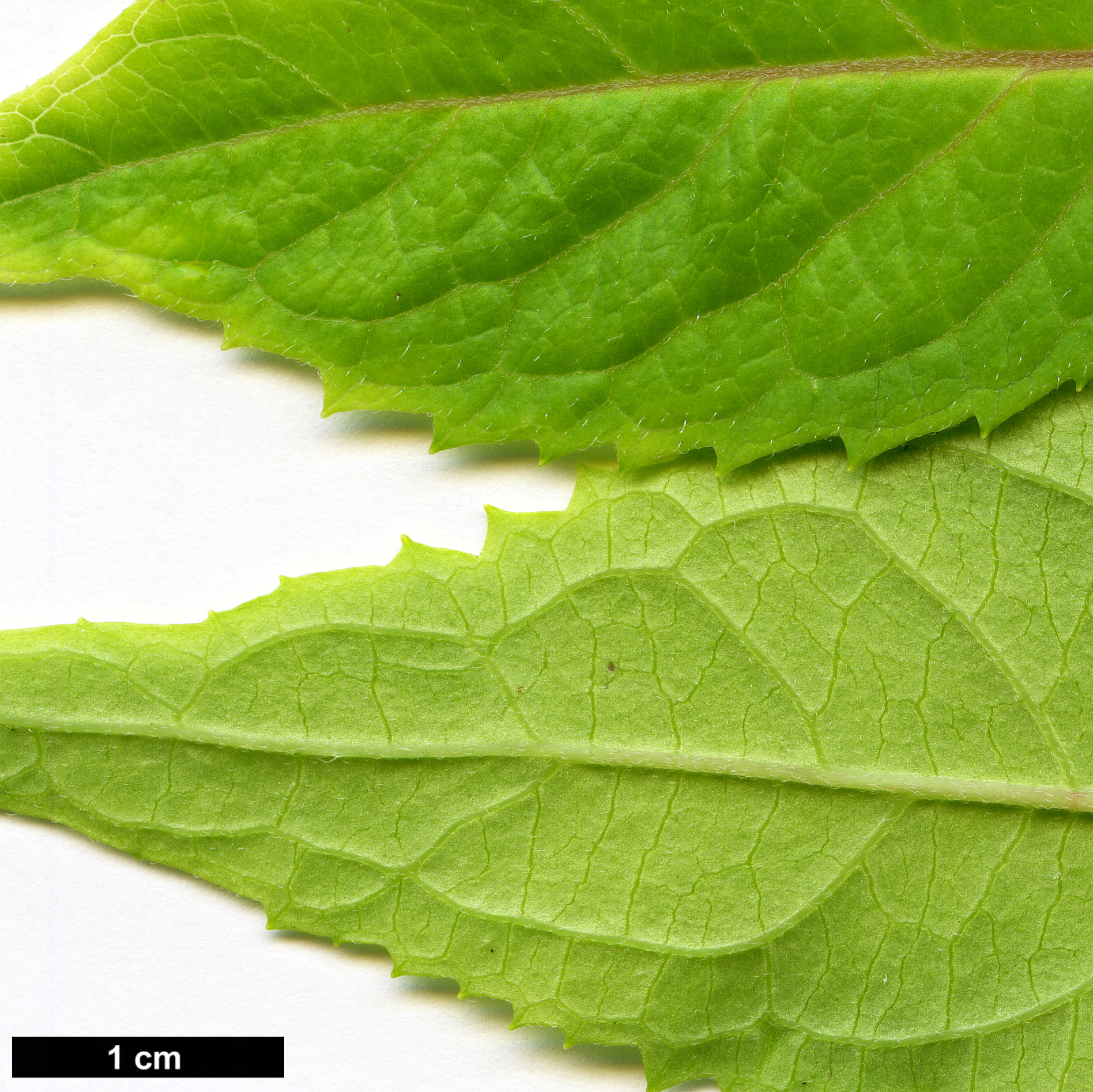 High resolution image: Family: Hydrangeaceae - Genus: Hydrangea - Taxon: hirta