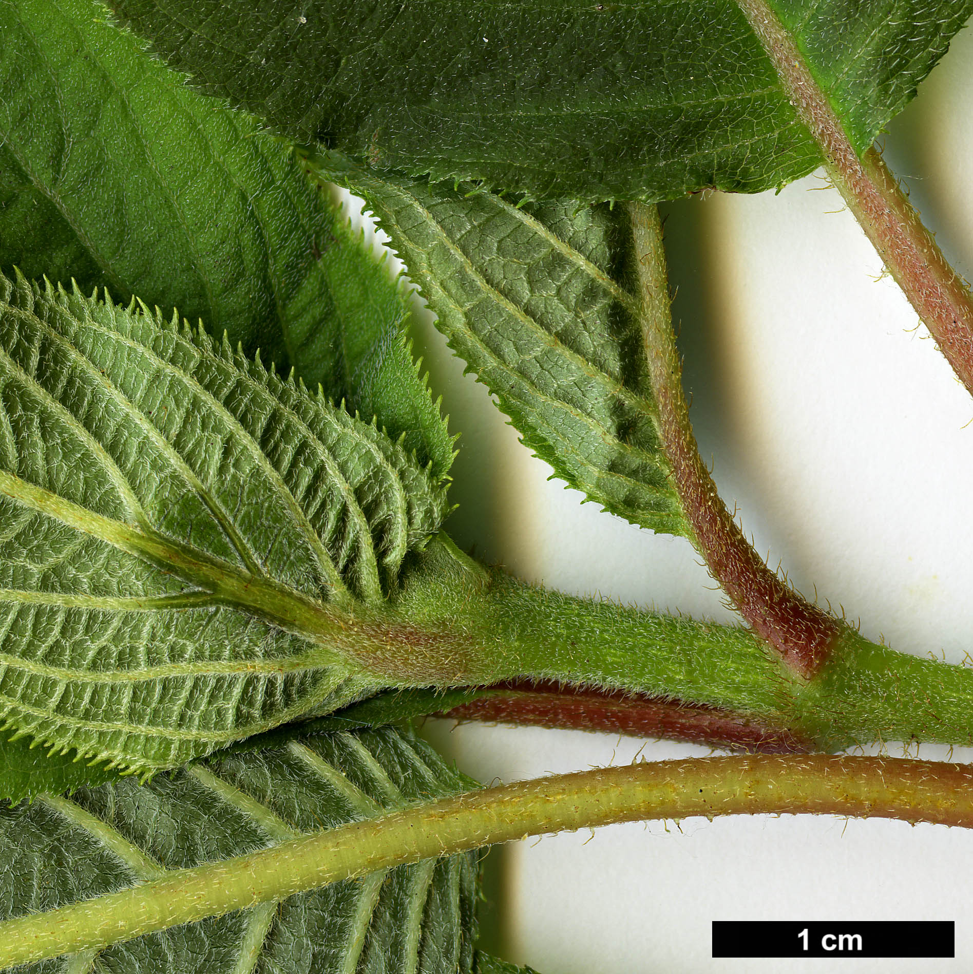 High resolution image: Family: Hydrangeaceae - Genus: Hydrangea - Taxon: involucrata
