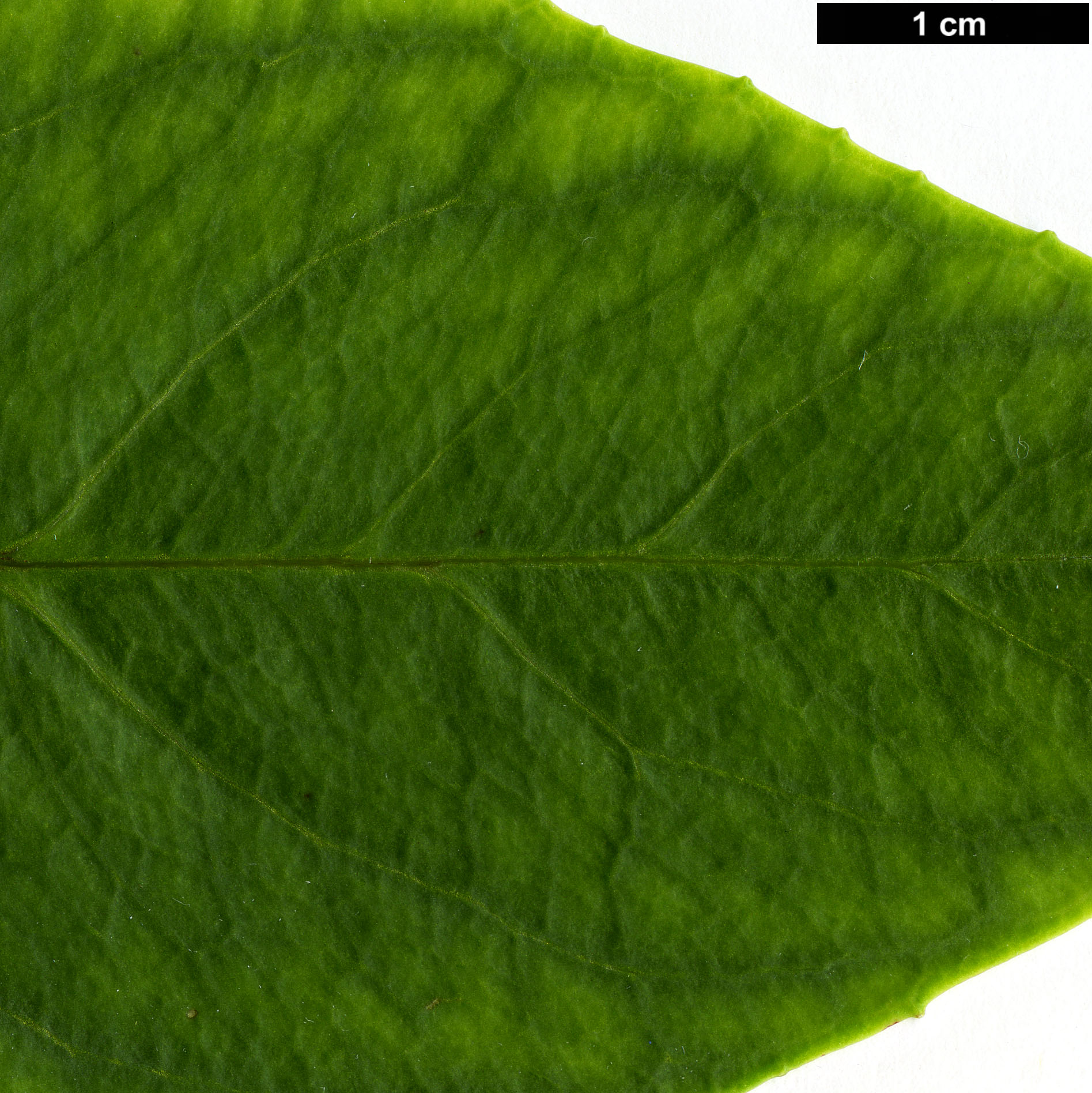 High resolution image: Family: Hydrangeaceae - Genus: Hydrangea - Taxon: lobbii