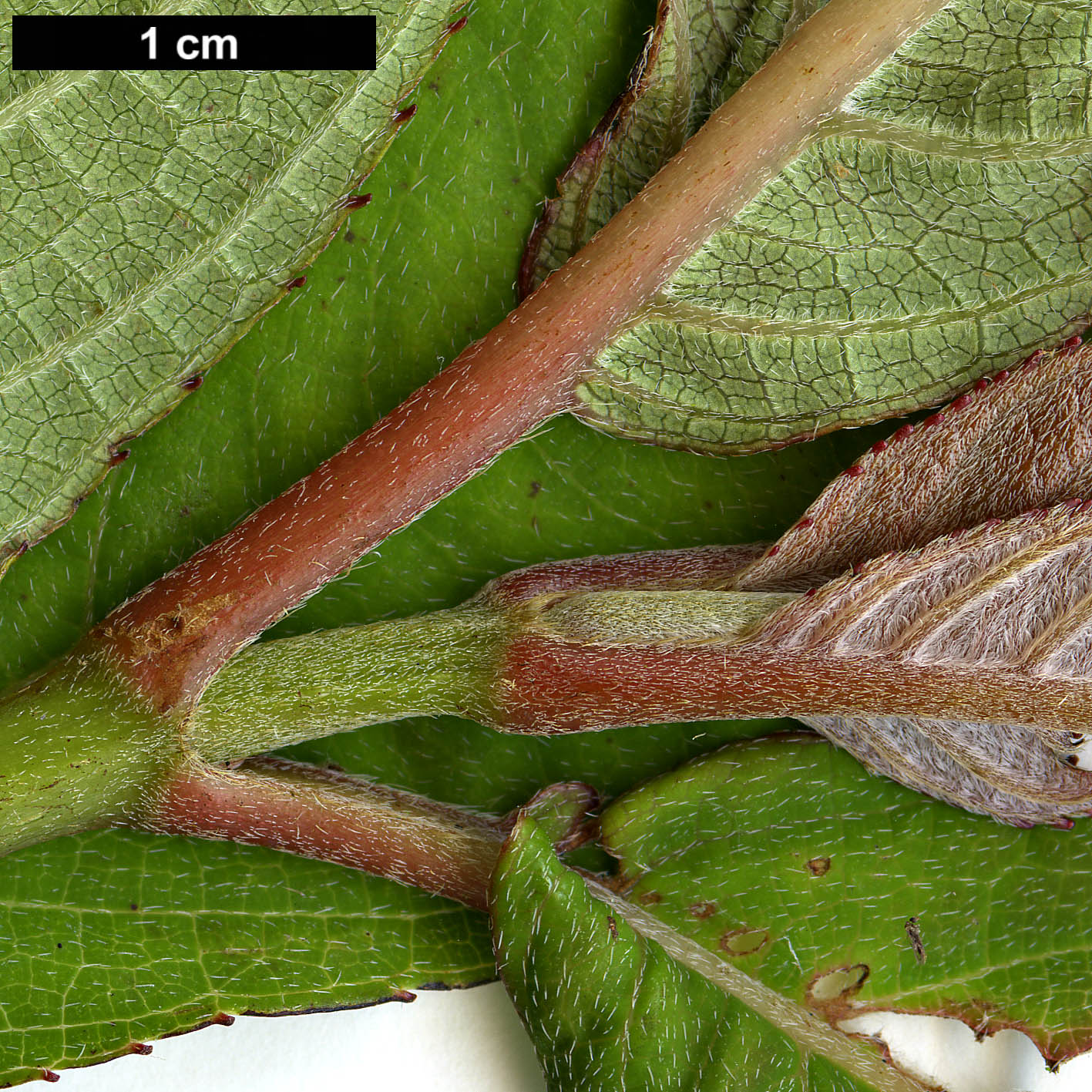 High resolution image: Family: Hydrangeaceae - Genus: Hydrangea - Taxon: longifolia