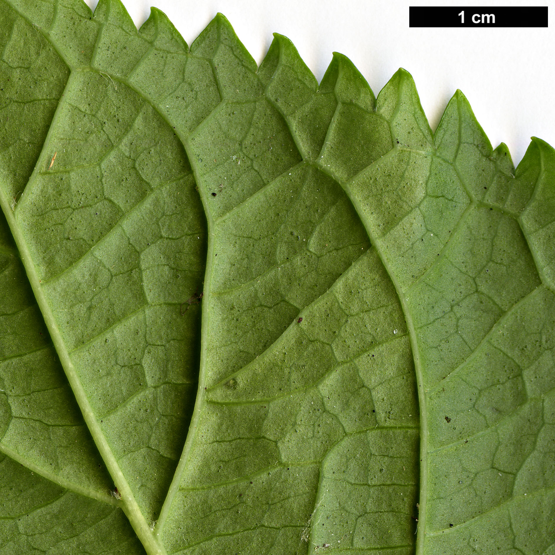 High resolution image: Family: Hydrangeaceae - Genus: Hydrangea - Taxon: macrophylla