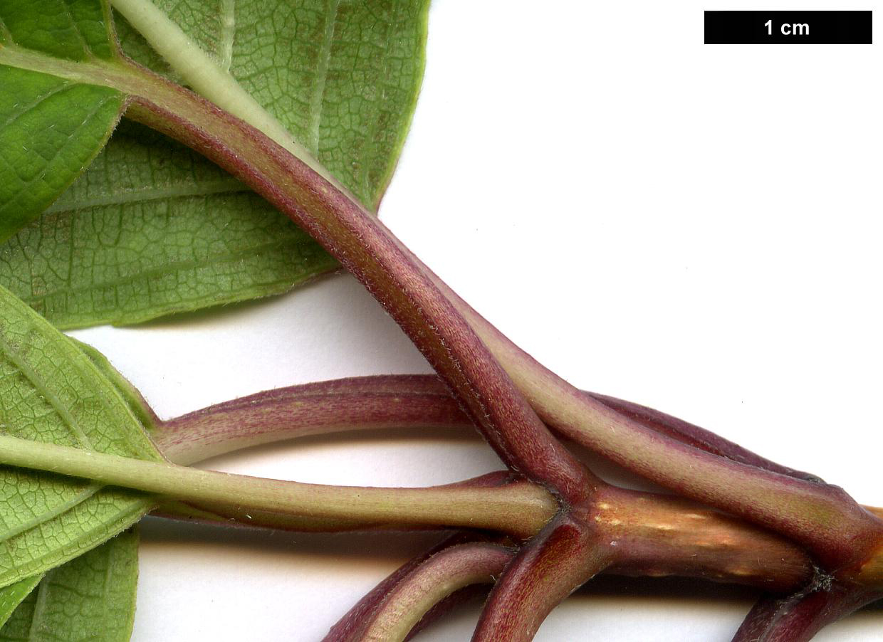 High resolution image: Family: Hydrangeaceae - Genus: Hydrangea - Taxon: paniculata