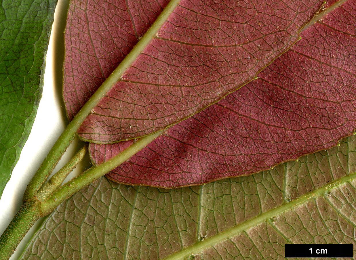 High resolution image: Family: Hydrangeaceae - Genus: Hydrangea - Taxon: peruviana × H.seemannii