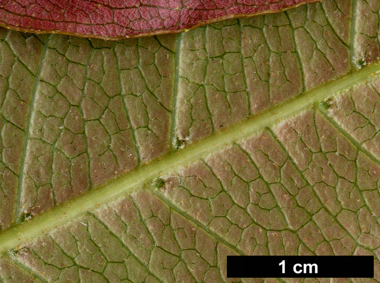 High resolution image: Family: Hydrangeaceae - Genus: Hydrangea - Taxon: peruviana × H.seemannii