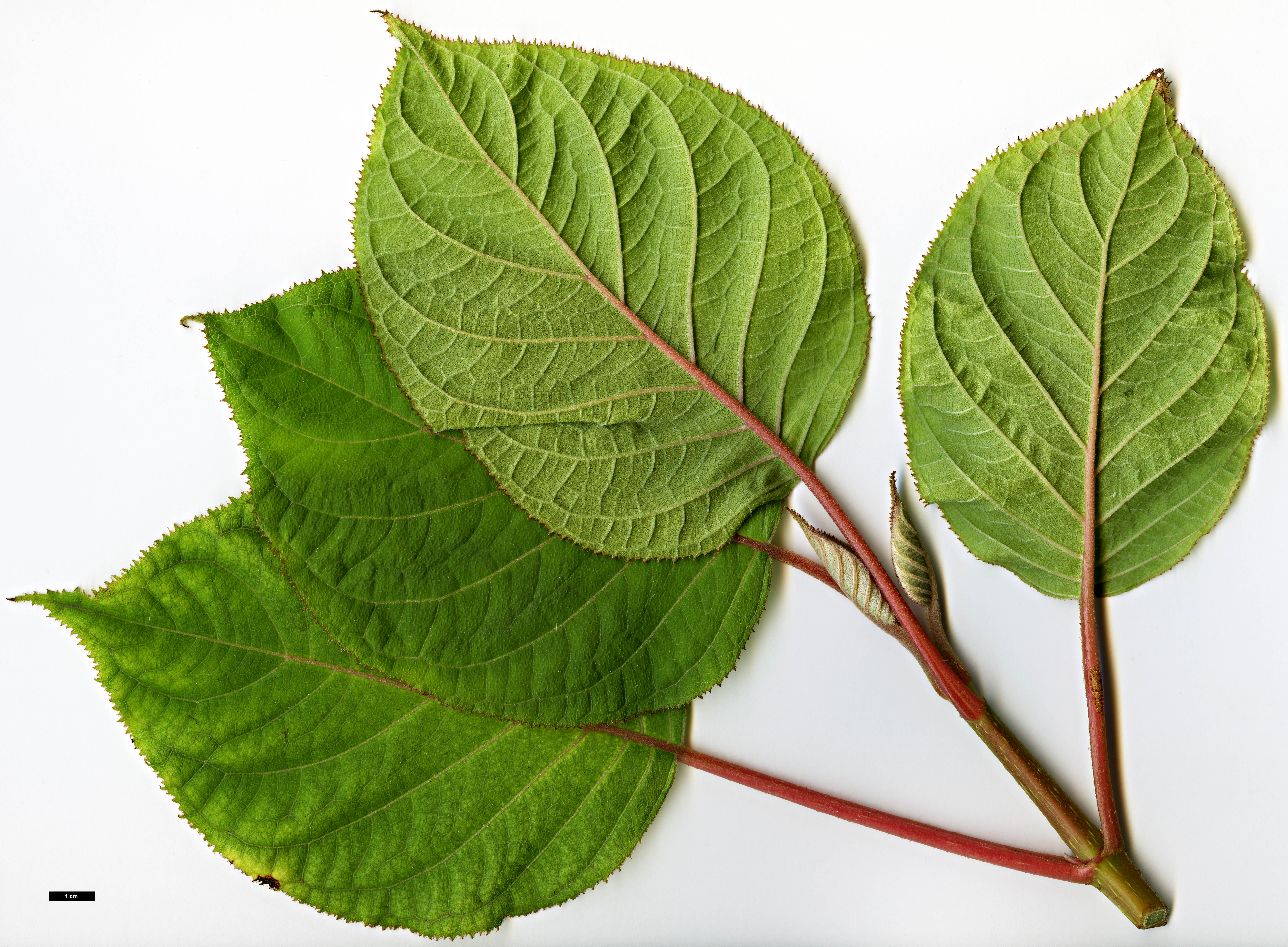 High resolution image: Family: Hydrangeaceae - Genus: Hydrangea - Taxon: robusta