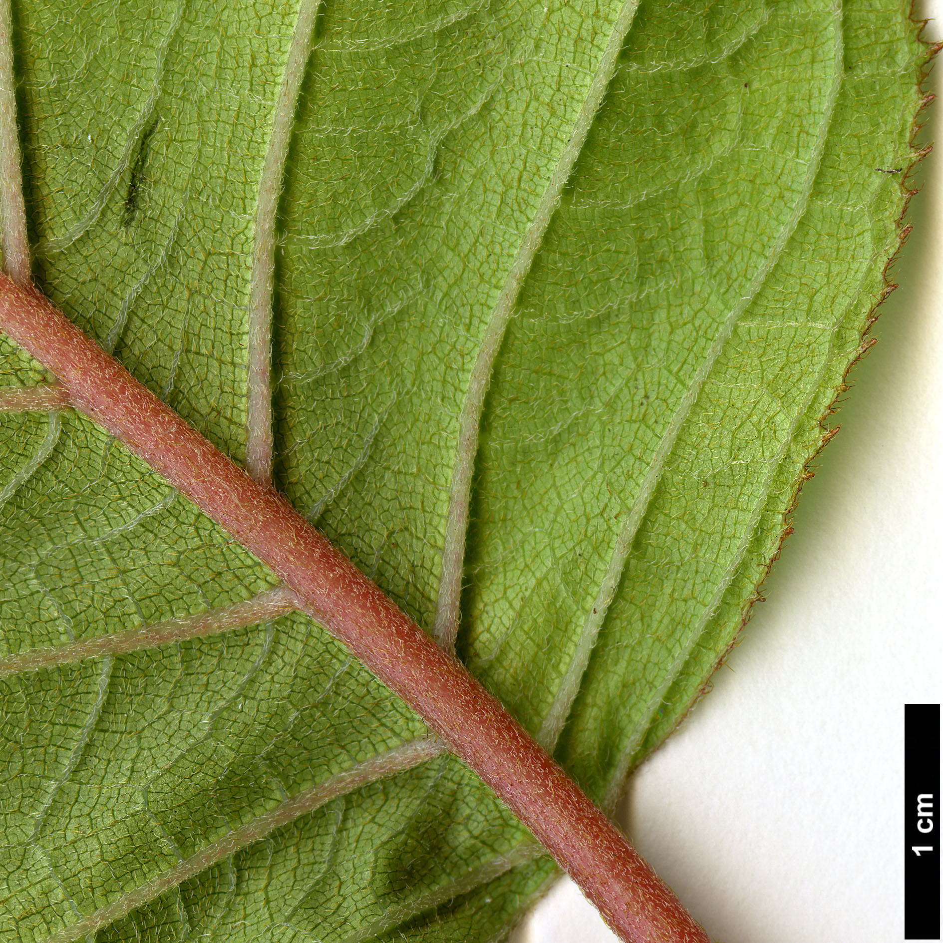 High resolution image: Family: Hydrangeaceae - Genus: Hydrangea - Taxon: robusta