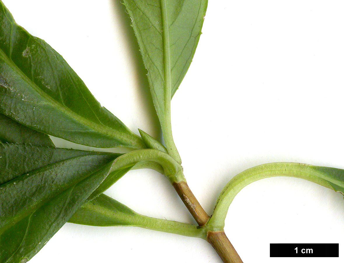 High resolution image: Family: Hydrangeaceae - Genus: Hydrangea - Taxon: scandens