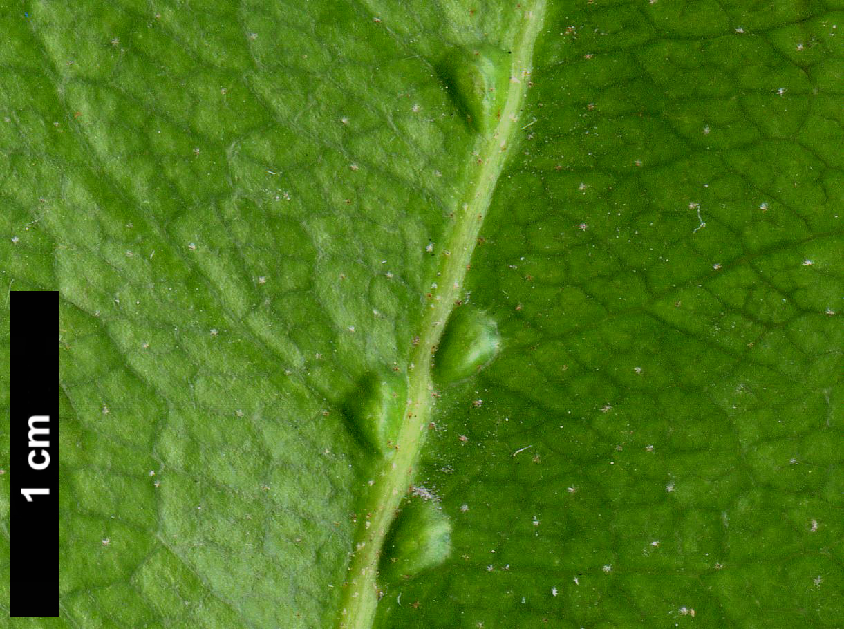 High resolution image: Family: Hydrangeaceae - Genus: Hydrangea - Taxon: serratifolia