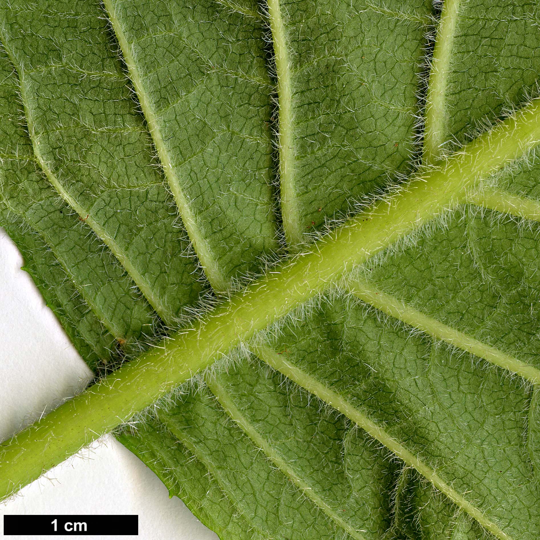 High resolution image: Family: Hydrangeaceae - Genus: Hydrangea - Taxon: sikokiana