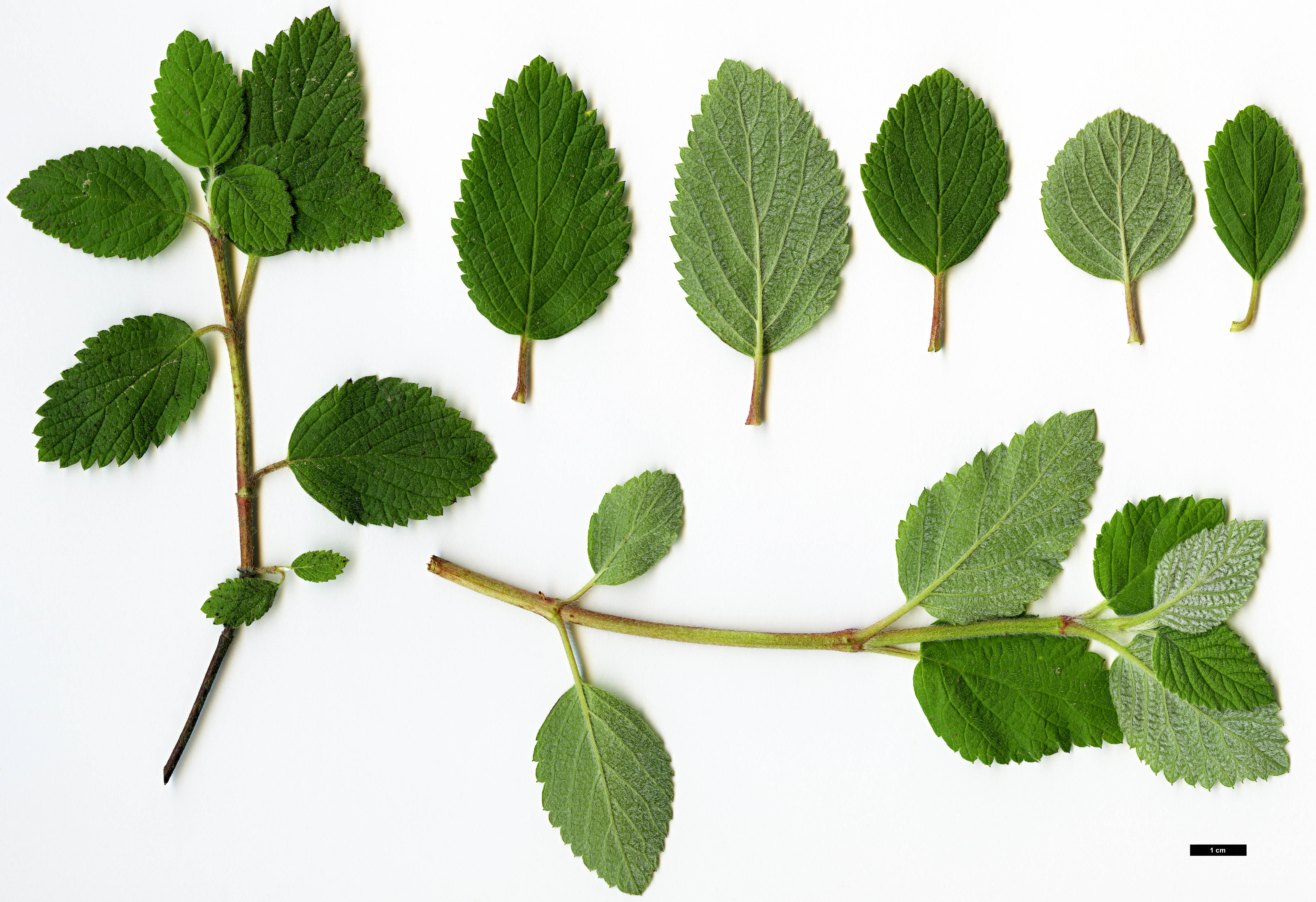 High resolution image: Family: Hydrangeaceae - Genus: Jamesia - Taxon: americana