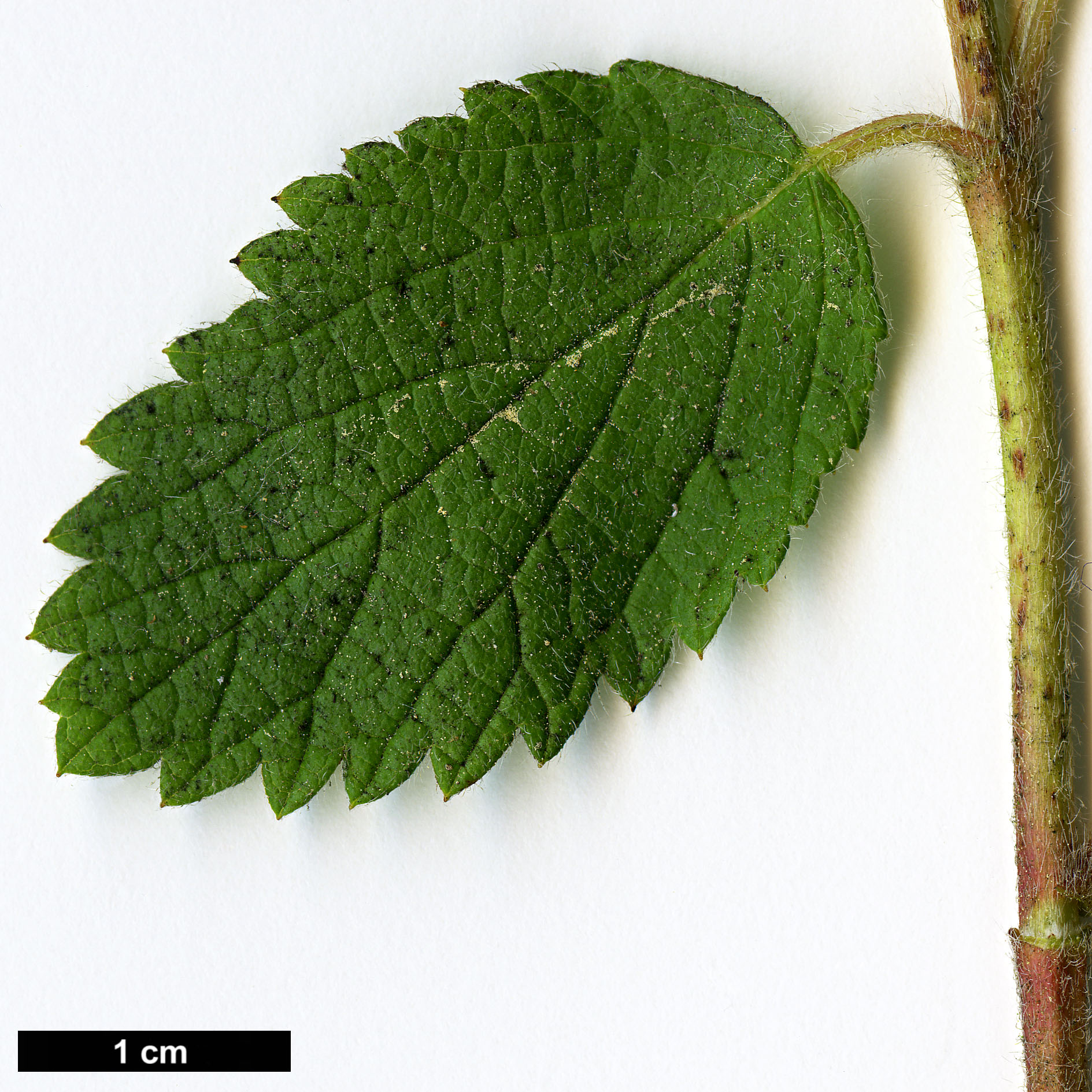 High resolution image: Family: Hydrangeaceae - Genus: Jamesia - Taxon: americana