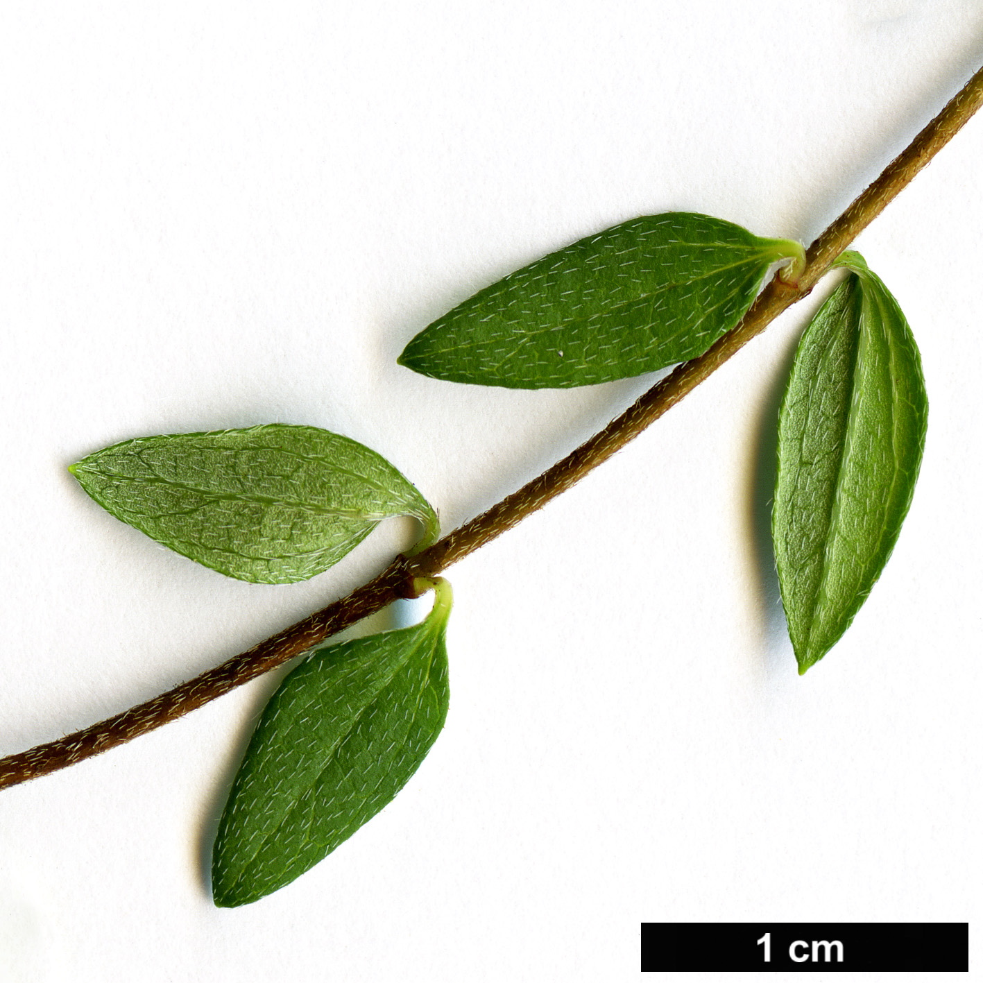 High resolution image: Family: Hydrangeaceae - Genus: Philadelphus - Taxon: maculatus