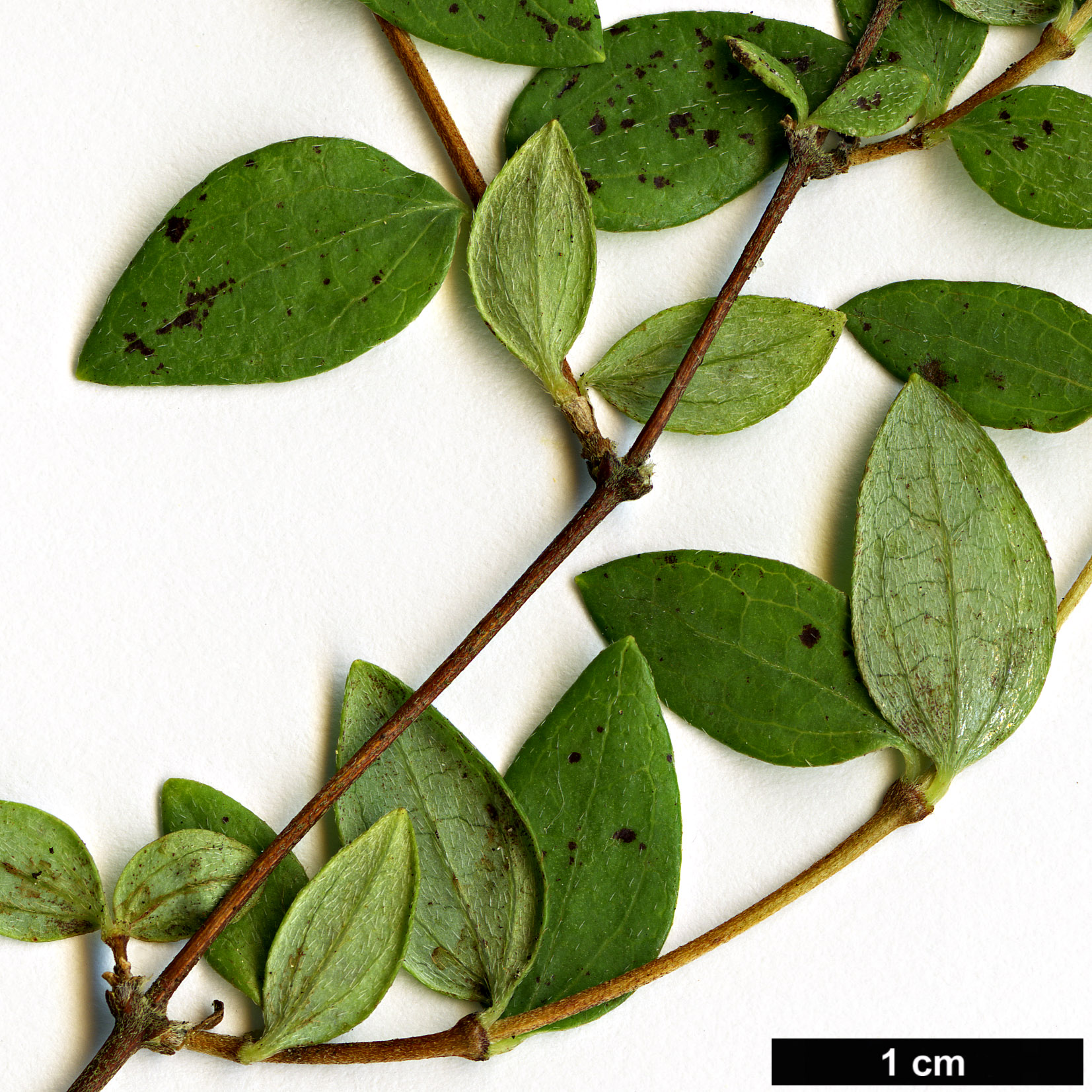 High resolution image: Family: Hydrangeaceae - Genus: Philadelphus - Taxon: microphyllus