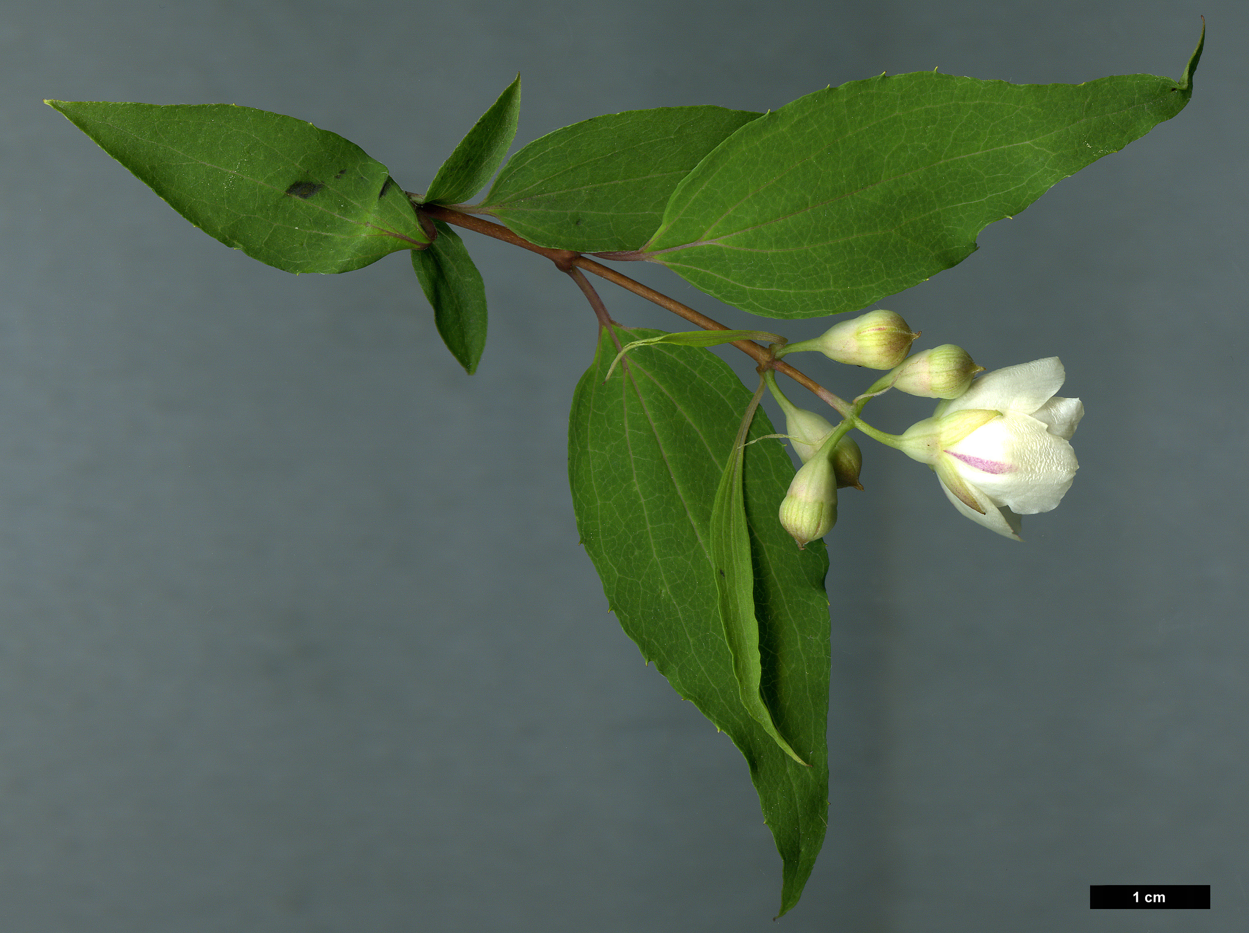 High resolution image: Family: Hydrangeaceae - Genus: Philadelphus - Taxon: pekinensis