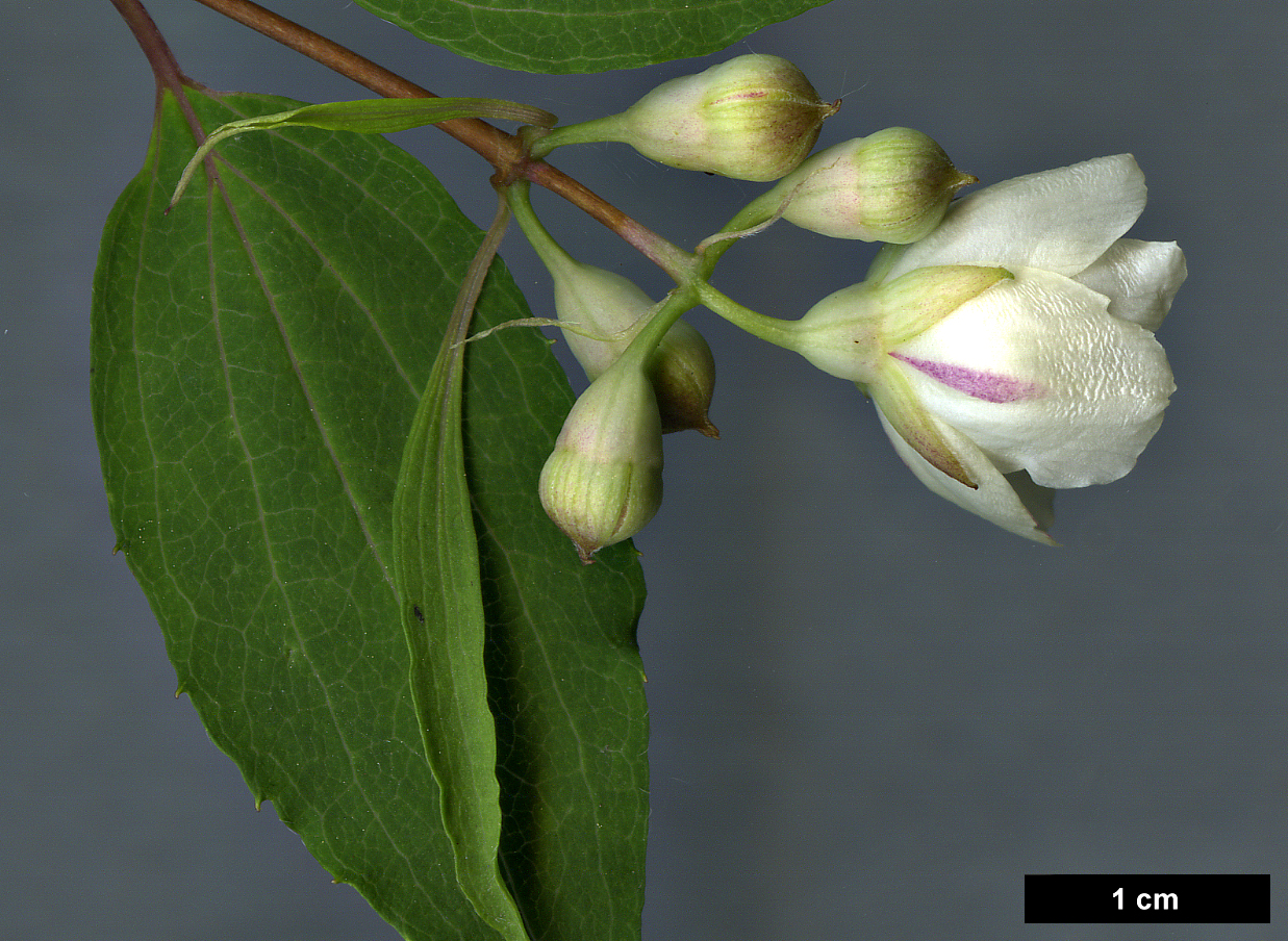 High resolution image: Family: Hydrangeaceae - Genus: Philadelphus - Taxon: pekinensis