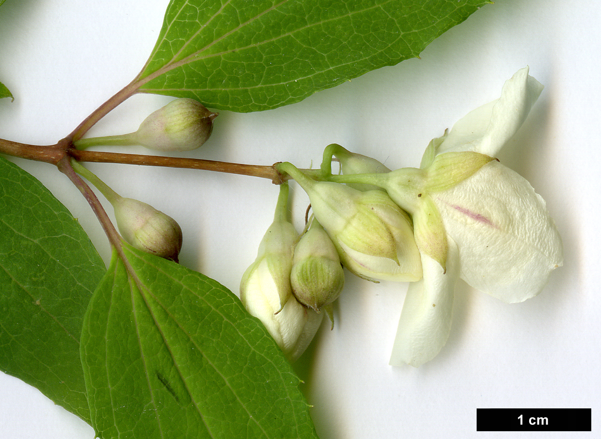 High resolution image: Family: Hydrangeaceae - Genus: Philadelphus - Taxon: pekinensis