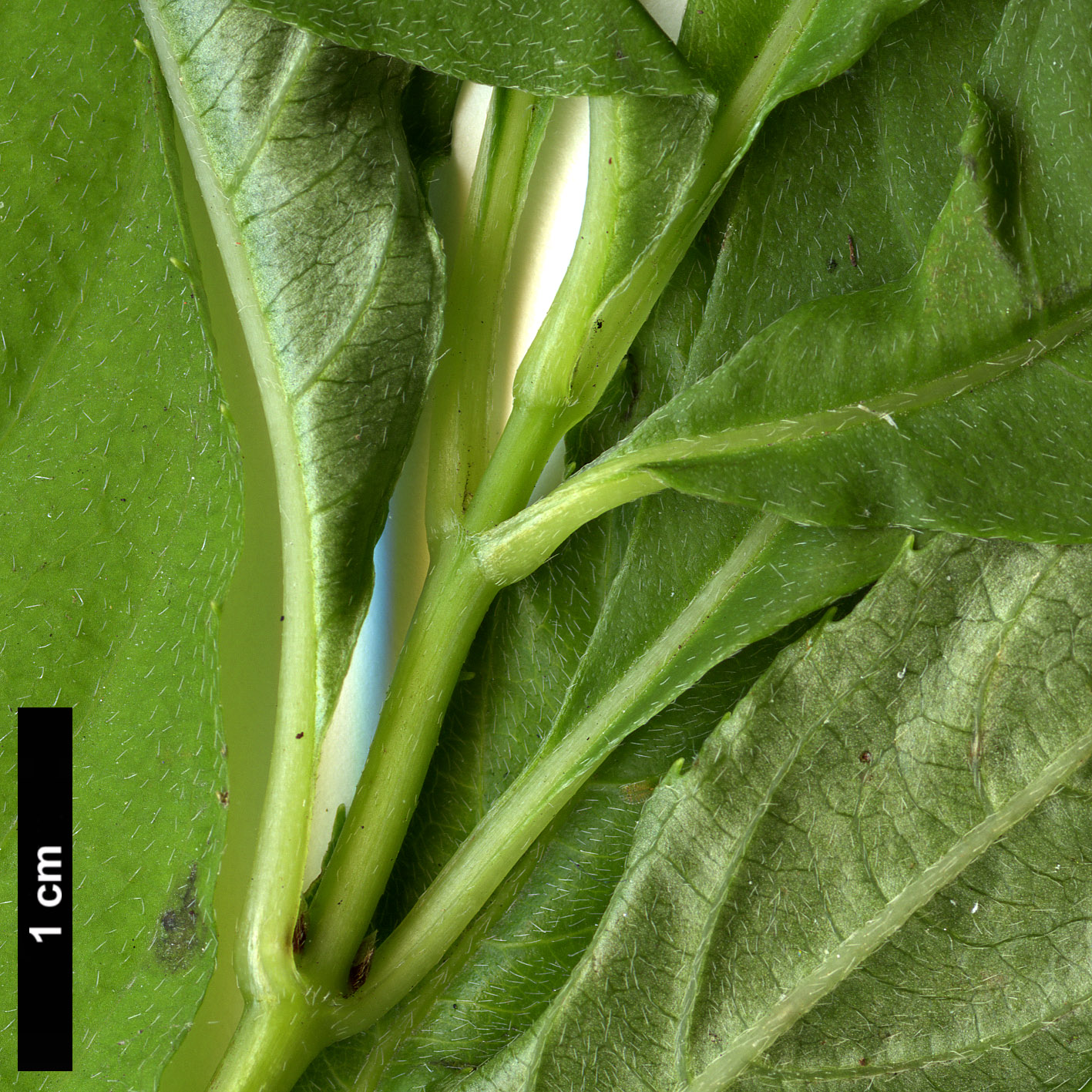 High resolution image: Family: Hydrangeaceae - Genus: Platycrater - Taxon: arguta