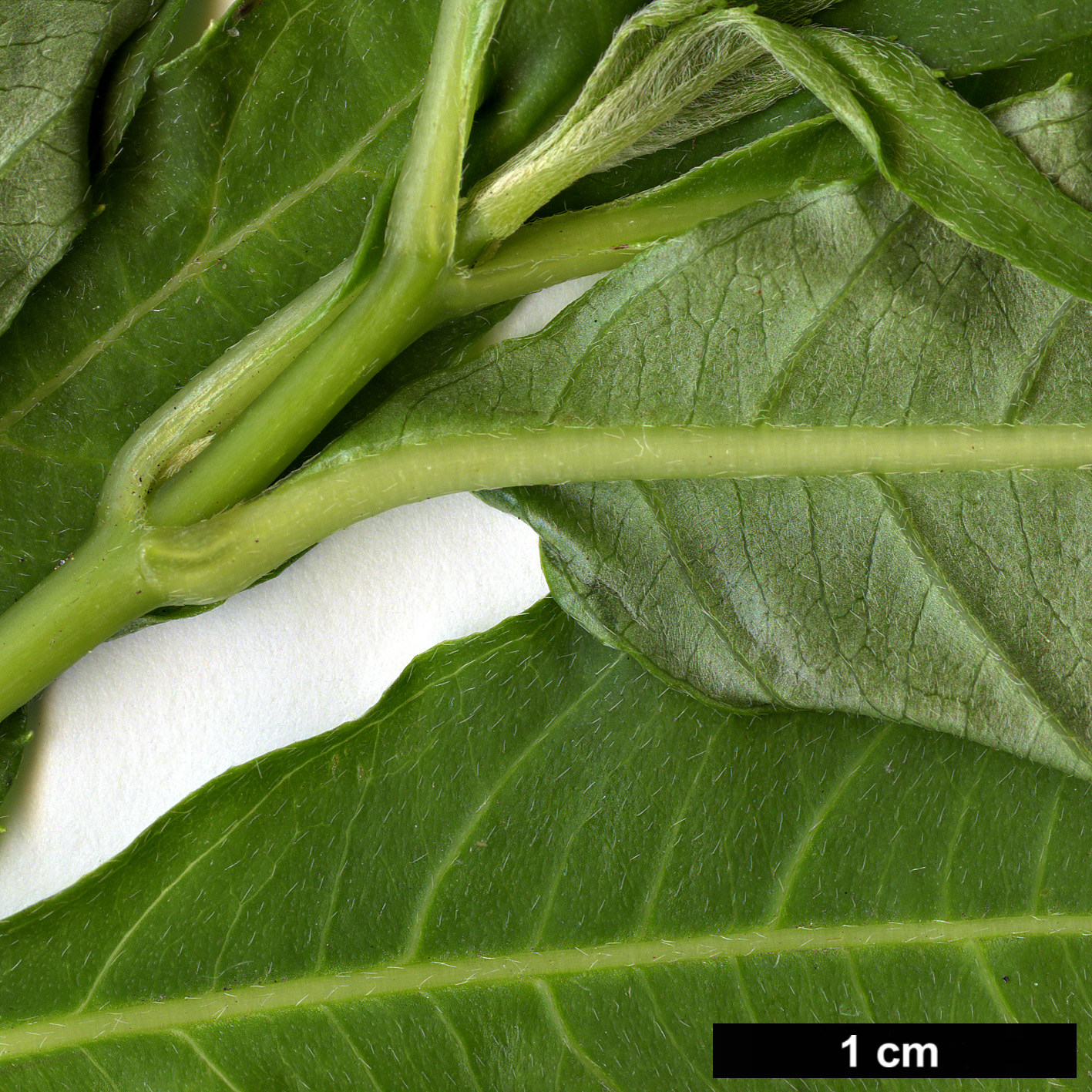 High resolution image: Family: Hydrangeaceae - Genus: Platycrater - Taxon: arguta